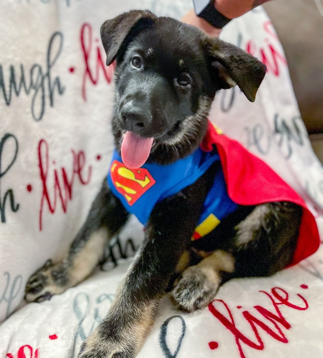 🕸🖤🎃👻 SPOOKY PUP OF THE DAY 👻🎃🖤🕸

Blaze, one of our remaining pups is such a super hero! He turns 10 weeks old today and he is SO READY for his forever home! These pups are going to be HUGE, we are estimating close to 100lbs. His mom is husky / cattle dog/ shepherd, and given the coloring and fur type of these pups, we think dad was something pretty big and fluffy too! We can't wait to see them all grown up! 

<a target='_blank' href='https://www.instagram.com/explore/tags/puppy/'>#puppy</a> <a target='_blank' href='https://www.instagram.com/explore/tags/huskypuppy/'>#huskypuppy</a> <a target='_blank' href='https://www.instagram.com/explore/tags/shepherdpuppy/'>#shepherdpuppy</a> <a target='_blank' href='https://www.instagram.com/explore/tags/huskymix/'>#huskymix</a> <a target='_blank' href='https://www.instagram.com/explore/tags/shepskypuppy/'>#shepskypuppy</a> <a target='_blank' href='https://www.instagram.com/explore/tags/shepsky/'>#shepsky</a> <a target='_blank' href='https://www.instagram.com/explore/tags/halloween/'>#halloween</a> <a target='_blank' href='https://www.instagram.com/explore/tags/spooky/'>#spooky</a> <a target='_blank' href='https://www.instagram.com/explore/tags/azhuskyrescue/'>#azhuskyrescue</a> <a target='_blank' href='https://www.instagram.com/explore/tags/azhusky/'>#azhusky</a> <a target='_blank' href='https://www.instagram.com/explore/tags/adopt/'>#adopt</a> <a target='_blank' href='https://www.instagram.com/explore/tags/adoptdontshop/'>#adoptdontshop</a> <a target='_blank' href='https://www.instagram.com/explore/tags/rescue/'>#rescue</a> <a target='_blank' href='https://www.instagram.com/explore/tags/huskyrescue/'>#huskyrescue</a> <a target='_blank' href='https://www.instagram.com/explore/tags/shepherdrescue/'>#shepherdrescue</a> <a target='_blank' href='https://www.instagram.com/explore/tags/cattledog/'>#cattledog</a> <a target='_blank' href='https://www.instagram.com/explore/tags/cattledogrescue/'>#cattledogrescue</a> <a target='_blank' href='https://www.instagram.com/explore/tags/superman/'>#superman</a> <a target='_blank' href='https://www.instagram.com/explore/tags/superhero/'>#superhero</a> <a target='_blank' href='https://www.instagram.com/explore/tags/takemehome/'>#takemehome</a>