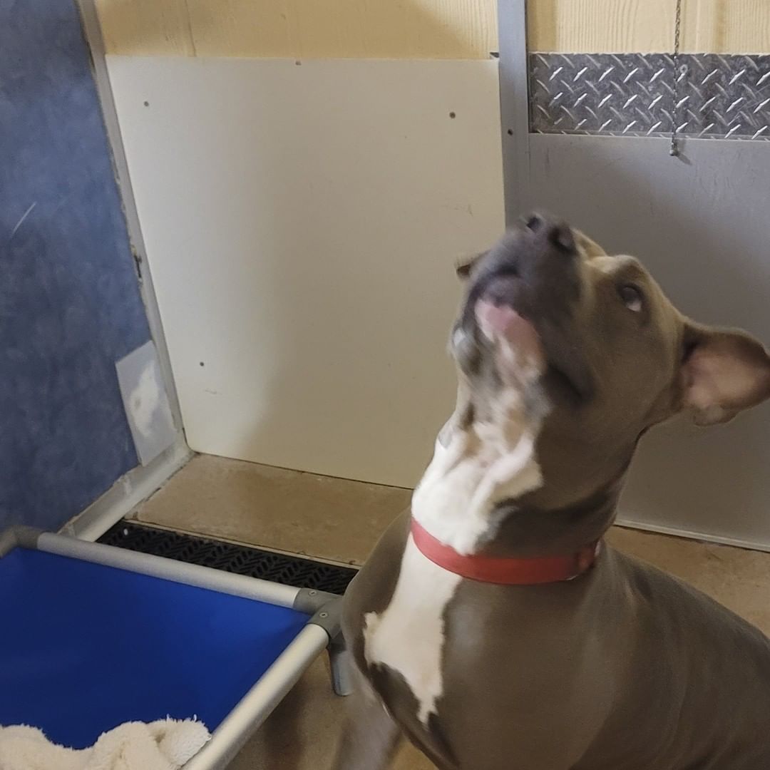 PUPDATE:
The treats from the residents of Truewood by Merrill, Charlotte Center Were a hit!!! 🐾💞 🦴
Thanks again to all the residents who helped make the pup treats.
<a target='_blank' href='https://www.instagram.com/explore/tags/spoiledpups/'>#spoiledpups</a> <a target='_blank' href='https://www.instagram.com/explore/tags/puptreats/'>#puptreats</a> <a target='_blank' href='https://www.instagram.com/explore/tags/awlshelter/'>#awlshelter</a> <a target='_blank' href='https://www.instagram.com/explore/tags/fureverhomesneeded/'>#fureverhomesneeded</a>