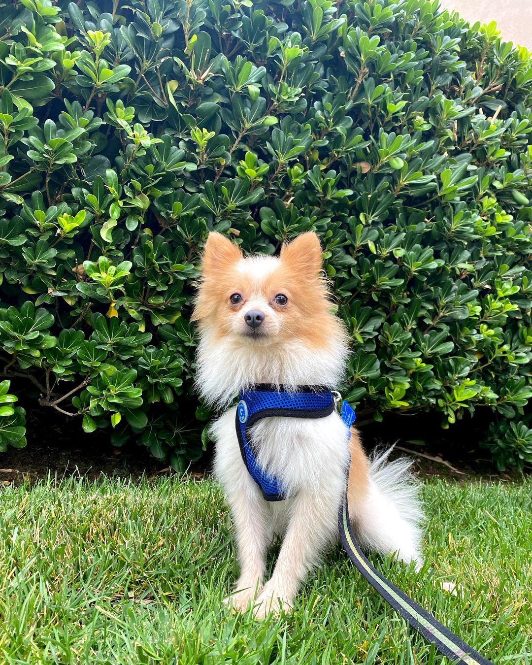 Ulysses is truly the CUTEST little mans! Try to change our minds!!🤩 He is very sweet and docile, which makes him the best couch cuddler. Learn more about Ulysses and submit an adoption application on our website at www.ocpomrescue.com or click the link in our bio!!✨
•
•
•
🐶If you live in the Southern California area and would like to ADOPT a dog from our website/page, fill out an adoption form on our website, www.ocpomrescue.com!

💕If you want to DONATE to us, click the link in our bio!

♡If you would like to FOSTER with us, follow the link in our bio!!

All animals adopted will be spayed/neutered, microchipped, and vaccinated.

🏡Home checks are required. (virtual, emailed to info@ocpomrescue.com)

Adopt me, or share with a friend!!❣️