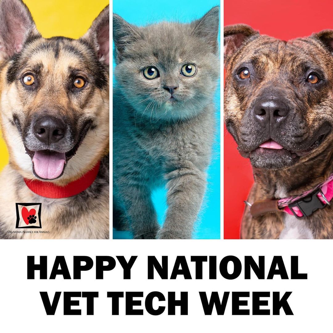 Happy National Veterinary Technician Week! 🎉 Vet techs are critical to all veterinary practices, and play vital roles in animal health and welfare in our community. 

Veterinary medicine is a tough job! We are so thankful for all the hardworking, caring vet techs we work with on a daily basis who lovingly and expertly care for our four-legged friends. <a target='_blank' href='https://www.instagram.com/explore/tags/tulsa/'>#tulsa</a> <a target='_blank' href='https://www.instagram.com/explore/tags/tulsaok/'>#tulsaok</a> <a target='_blank' href='https://www.instagram.com/explore/tags/tulsaoklahoma/'>#tulsaoklahoma</a> <a target='_blank' href='https://www.instagram.com/explore/tags/tulsapets/'>#tulsapets</a> <a target='_blank' href='https://www.instagram.com/explore/tags/vettechweek/'>#vettechweek</a>