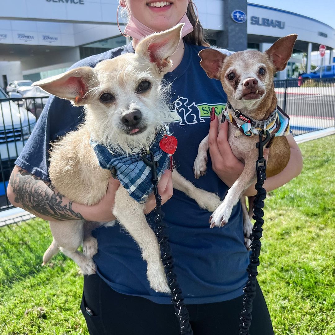 Did you know that today is National Make A Dog’s Day and Bubby and Bugsy are hangin’ out at @subaru_lv…⁣
⁣
This cutie bonded duo are still waiting for someone to make them official family members! They’ll be at Subaru of Las Vegas until 2pm today (and again next Friday from 12 noon until 2pm) in celebration of Subaru Loves Pets Month! Visit the adoptable dogs page in our <a target='_blank' href='https://www.instagram.com/explore/tags/linkinbio/'>#linkinbio</a> for info 🐾⁣ 🦴
•⁣
•⁣
•⁣
<a target='_blank' href='https://www.instagram.com/explore/tags/findhappiness/'>#findhappiness</a> <a target='_blank' href='https://www.instagram.com/explore/tags/opttoadopt/'>#opttoadopt</a> <a target='_blank' href='https://www.instagram.com/explore/tags/adoptashelterdog/'>#adoptashelterdog</a> <a target='_blank' href='https://www.instagram.com/explore/tags/shelterdog/'>#shelterdog</a> <a target='_blank' href='https://www.instagram.com/explore/tags/rescuedismyfavoritebreed/'>#rescuedismyfavoritebreed</a> <a target='_blank' href='https://www.instagram.com/explore/tags/shelterdogsofinstagram/'>#shelterdogsofinstagram</a> <a target='_blank' href='https://www.instagram.com/explore/tags/makeadogsday/'>#makeadogsday</a> <a target='_blank' href='https://www.instagram.com/explore/tags/subarulovespets/'>#subarulovespets</a> <a target='_blank' href='https://www.instagram.com/explore/tags/lasvegas/'>#lasvegas</a> <a target='_blank' href='https://www.instagram.com/explore/tags/vegas/'>#vegas</a> <a target='_blank' href='https://www.instagram.com/explore/tags/spca/'>#spca</a> <a target='_blank' href='https://www.instagram.com/explore/tags/nevadaspca/'>#nevadaspca</a> ⁣