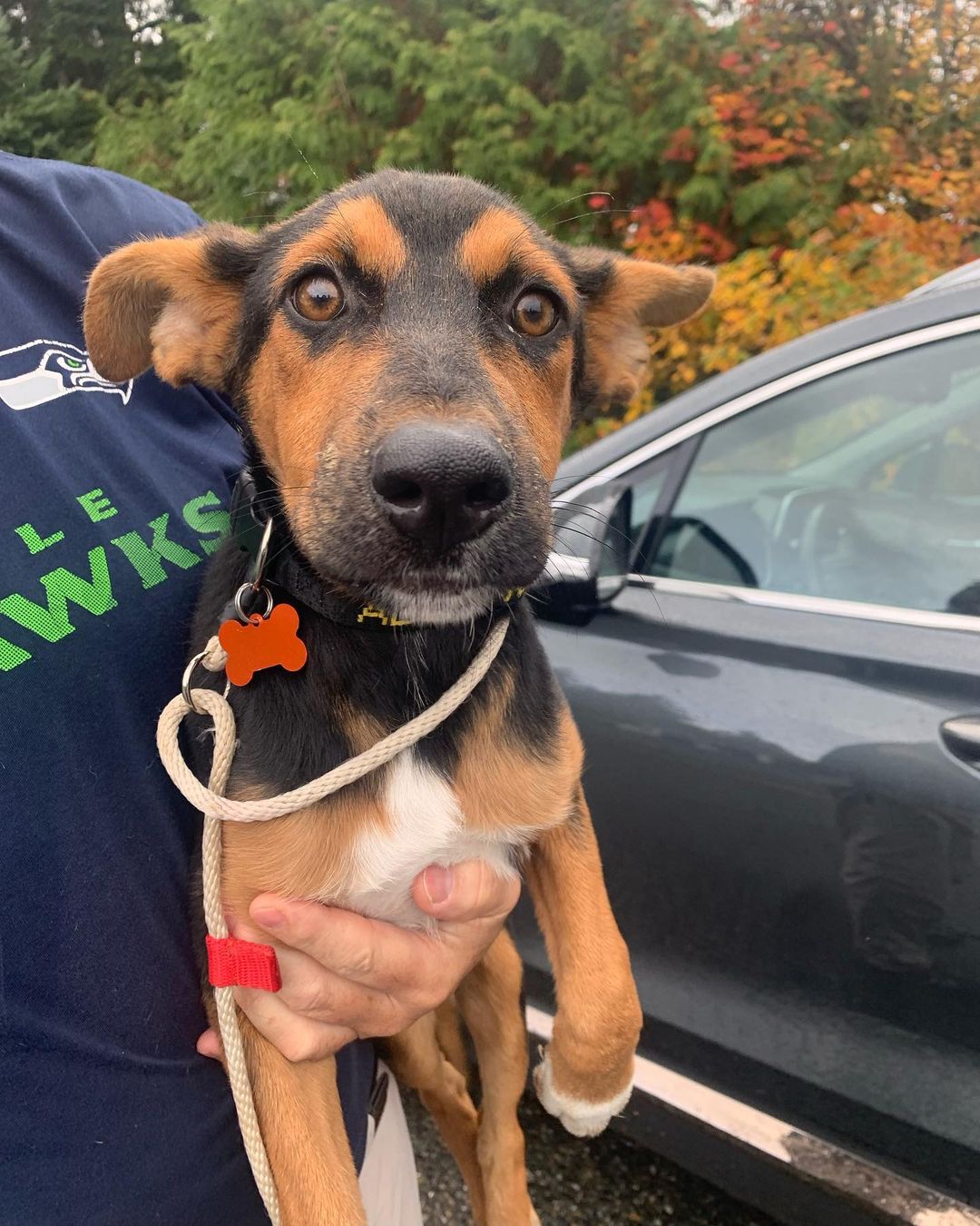 Say hello to Rookie, Annabeth, Cherry, Ingrid, General Magnus Kane and Walnut! These 6 lucky pups had a long ride from Texas, but they’re all settling in and happy to be here.