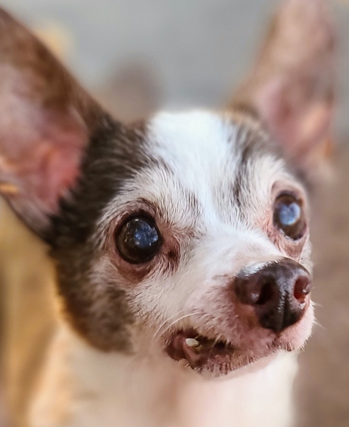 Look at this babe!!! This is Burt ❤🐾

He was found last week in the area of 44th st and McDowell. He is not neutered and probably around 11 years old. The finders posted him on straydar and hung flyers but no owner has been found. We will continue our search. 

For now we are welcoming him home to Rusty's Angels as # 302. 

Doesn't his face remind you of a chocolate swirl marble cake?! 😋 
And this dude is not only adorable he also has a spectacular personality. His little 6# physique is likely to win over all the ladies, without a doubt. 

Welcome home Burt welcome home. 🐾❤🐾