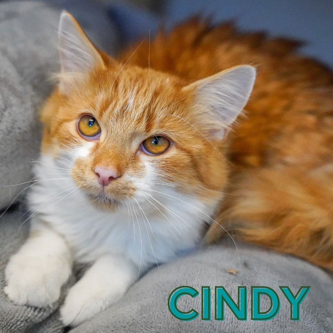 Remember the song A Boy Named Sue? Well, this is a cat named Cindy. He is handsome, a little shy, 100% adorable, and enjoys the company of other cats! At roughly six months old, he is a bit of an awkward teenager but we love him and know the most amazing home is out there, is it you?!?! <a target='_blank' href='https://www.instagram.com/explore/tags/cats/'>#cats</a> <a target='_blank' href='https://www.instagram.com/explore/tags/catlovers/'>#catlovers</a> <a target='_blank' href='https://www.instagram.com/explore/tags/catsofig/'>#catsofig</a> <a target='_blank' href='https://www.instagram.com/explore/tags/popememorialhumanesociety/'>#popememorialhumanesociety</a> <a target='_blank' href='https://www.instagram.com/explore/tags/picME/'>#picME</a> <a target='_blank' href='https://www.instagram.com/explore/tags/adoptME/'>#adoptME</a> <a target='_blank' href='https://www.instagram.com/explore/tags/PMHS/'>#PMHS</a> <a target='_blank' href='https://www.instagram.com/explore/tags/gingercat/'>#gingercat</a>