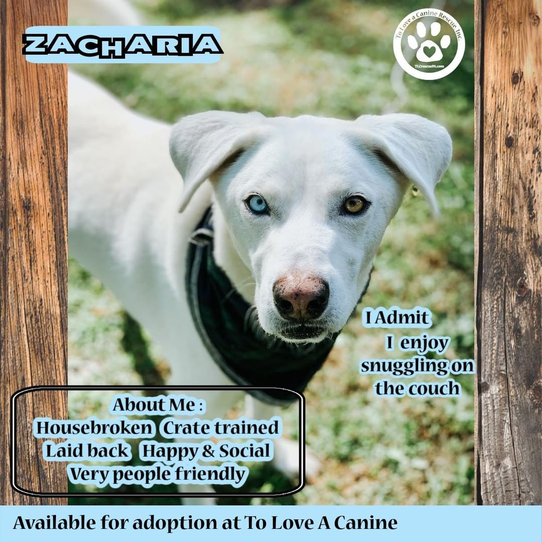 Looking to expand your family with a a sweet & affectionate pup that loves to snuggle on the couch with his people?  Meet Zacharia!  This lab/husky mix is looking to meet his forever family!
Learn more about Zacharia at www.tlcrescuepa.com/available-dogs
<a target='_blank' href='https://www.instagram.com/explore/tags/dailydog/'>#dailydog</a>  <a target='_blank' href='https://www.instagram.com/explore/tags/foster/'>#foster</a> <a target='_blank' href='https://www.instagram.com/explore/tags/adopt/'>#adopt</a> <a target='_blank' href='https://www.instagram.com/explore/tags/adoptme/'>#adoptme</a> <a target='_blank' href='https://www.instagram.com/explore/tags/adoptabledogs/'>#adoptabledogs</a>