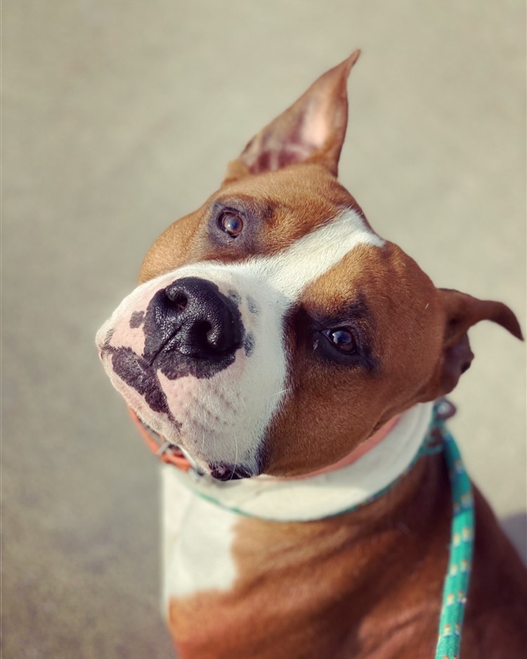 Angus 😍

<a target='_blank' href='https://www.instagram.com/explore/tags/adoptme/'>#adoptme</a> <a target='_blank' href='https://www.instagram.com/explore/tags/adopt/'>#adopt</a> <a target='_blank' href='https://www.instagram.com/explore/tags/dog/'>#dog</a> <a target='_blank' href='https://www.instagram.com/explore/tags/dogs/'>#dogs</a> <a target='_blank' href='https://www.instagram.com/explore/tags/dogsofinstagram/'>#dogsofinstagram</a> <a target='_blank' href='https://www.instagram.com/explore/tags/shelter/'>#shelter</a> <a target='_blank' href='https://www.instagram.com/explore/tags/shelterdog/'>#shelterdog</a> <a target='_blank' href='https://www.instagram.com/explore/tags/shelterdogsofinstagram/'>#shelterdogsofinstagram</a> <a target='_blank' href='https://www.instagram.com/explore/tags/shelterdogsrock/'>#shelterdogsrock</a> <a target='_blank' href='https://www.instagram.com/explore/tags/cute/'>#cute</a> <a target='_blank' href='https://www.instagram.com/explore/tags/pitbull/'>#pitbull</a> <a target='_blank' href='https://www.instagram.com/explore/tags/pitbullsofinstagram/'>#pitbullsofinstagram</a>