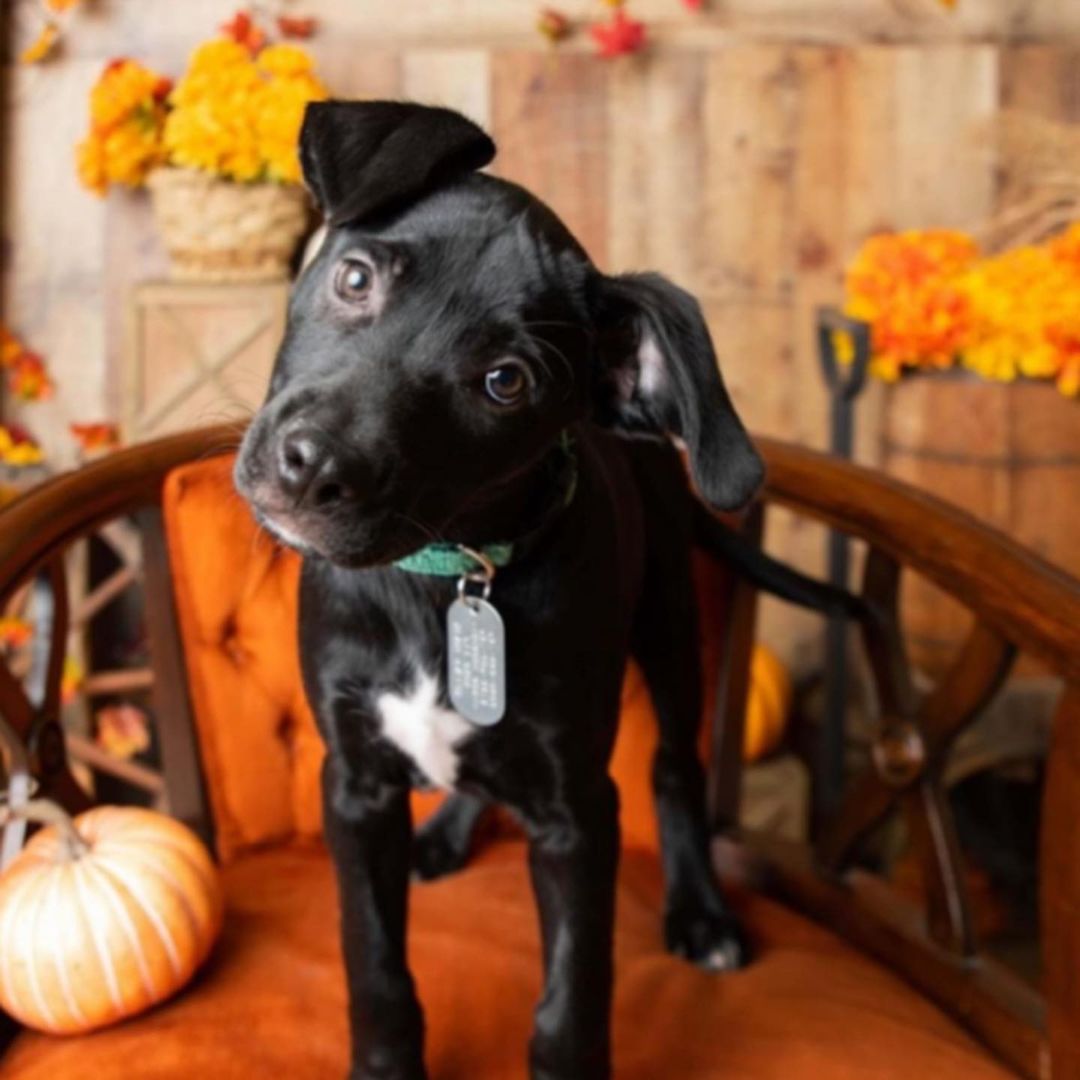 Meet Blythe

Hi! My name is Blythe, and YES, my head tilt is that awesome. I am one of eight in the “fancy B” litter! We came to MVPC around 6 weeks old and have learned life is 1000% awesome! Who knows what we are mixed with, but we are all black and white, some are fuzzy, some have short legs…MVPC had to make an educated guess, but just know, we are simply adorable mutts. I am an energetic, spunky, smart little gal. I love to play with my siblings and exploring my surroundings. I know sit and am working on my other basic commands, but I do get sidetracked if I see a good adventure. I LOVE treats and may have the cutest head tilt you've ever seen!

Please understand that while I am doing well on potty and crate training, I will have accidents and may whine some as I adjust to my new schedule and family.  <a target='_blank' href='https://www.instagram.com/explore/tags/miamivalleypitcrew/'>#miamivalleypitcrew</a> <a target='_blank' href='https://www.instagram.com/explore/tags/dog/'>#dog</a> <a target='_blank' href='https://www.instagram.com/explore/tags/dogsofinstagram/'>#dogsofinstagram</a> <a target='_blank' href='https://www.instagram.com/explore/tags/dogs/'>#dogs</a> <a target='_blank' href='https://www.instagram.com/explore/tags/doglover/'>#doglover</a> <a target='_blank' href='https://www.instagram.com/explore/tags/doglife/'>#doglife</a> <a target='_blank' href='https://www.instagram.com/explore/tags/doglovers/'>#doglovers</a> <a target='_blank' href='https://www.instagram.com/explore/tags/dogoftheday/'>#dogoftheday</a> <a target='_blank' href='https://www.instagram.com/explore/tags/dogstagram/'>#dogstagram</a> <a target='_blank' href='https://www.instagram.com/explore/tags/dogsofinsta/'>#dogsofinsta</a> <a target='_blank' href='https://www.instagram.com/explore/tags/puppiesofinstagram/'>#puppiesofinstagram</a> <a target='_blank' href='https://www.instagram.com/explore/tags/puppy/'>#puppy</a> <a target='_blank' href='https://www.instagram.com/explore/tags/puppylove/'>#puppylove</a> <a target='_blank' href='https://www.instagram.com/explore/tags/puppies/'>#puppies</a> <a target='_blank' href='https://www.instagram.com/explore/tags/pupper/'>#pupper</a> <a target='_blank' href='https://www.instagram.com/explore/tags/puppielove/'>#puppielove</a> <a target='_blank' href='https://www.instagram.com/explore/tags/puppy_tales/'>#puppy_tales</a> <a target='_blank' href='https://www.instagram.com/explore/tags/puppygram/'>#puppygram</a> <a target='_blank' href='https://www.instagram.com/explore/tags/puppygram/'>#puppygram</a> <a target='_blank' href='https://www.instagram.com/explore/tags/adorable/'>#adorable</a> <a target='_blank' href='https://www.instagram.com/explore/tags/adoptables/'>#adoptables</a> <a target='_blank' href='https://www.instagram.com/explore/tags/adoptme/'>#adoptme</a> <a target='_blank' href='https://www.instagram.com/explore/tags/fall/'>#fall</a> <a target='_blank' href='https://www.instagram.com/explore/tags/spookyseason/'>#spookyseason</a>