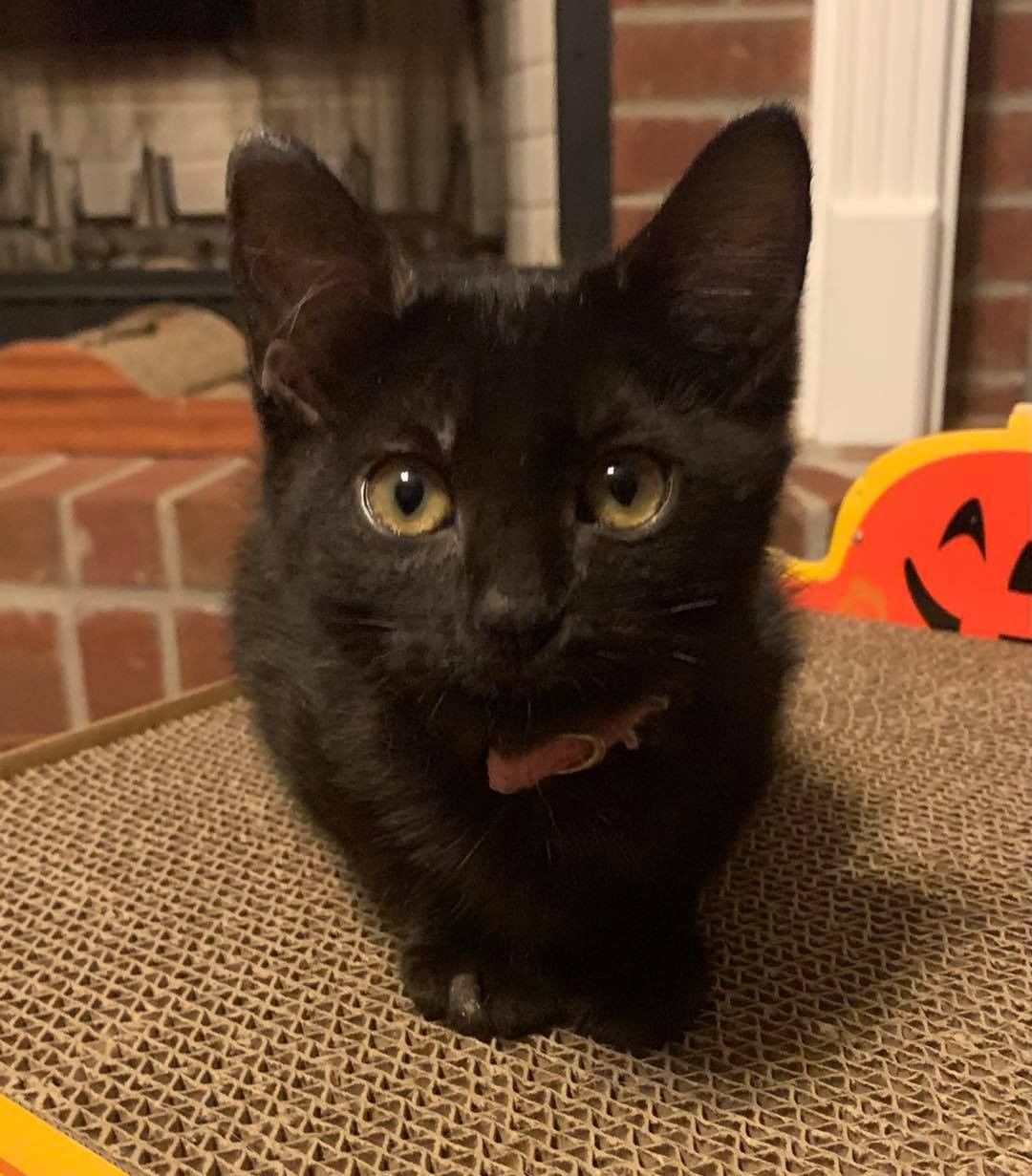 Our twelfth black kitty for November is Peanut Butter! This precious little girl is so much fun! She will play so hard and then when it’s time for a nap she cuddles hard. She loves to be petted and rub on her human 💕 Peanut Butter is 3 months old, FIV/FELV negative and up to date on vaccines. To put in an application click on the link below.

https://www.sbanimalrescue.org/adopt