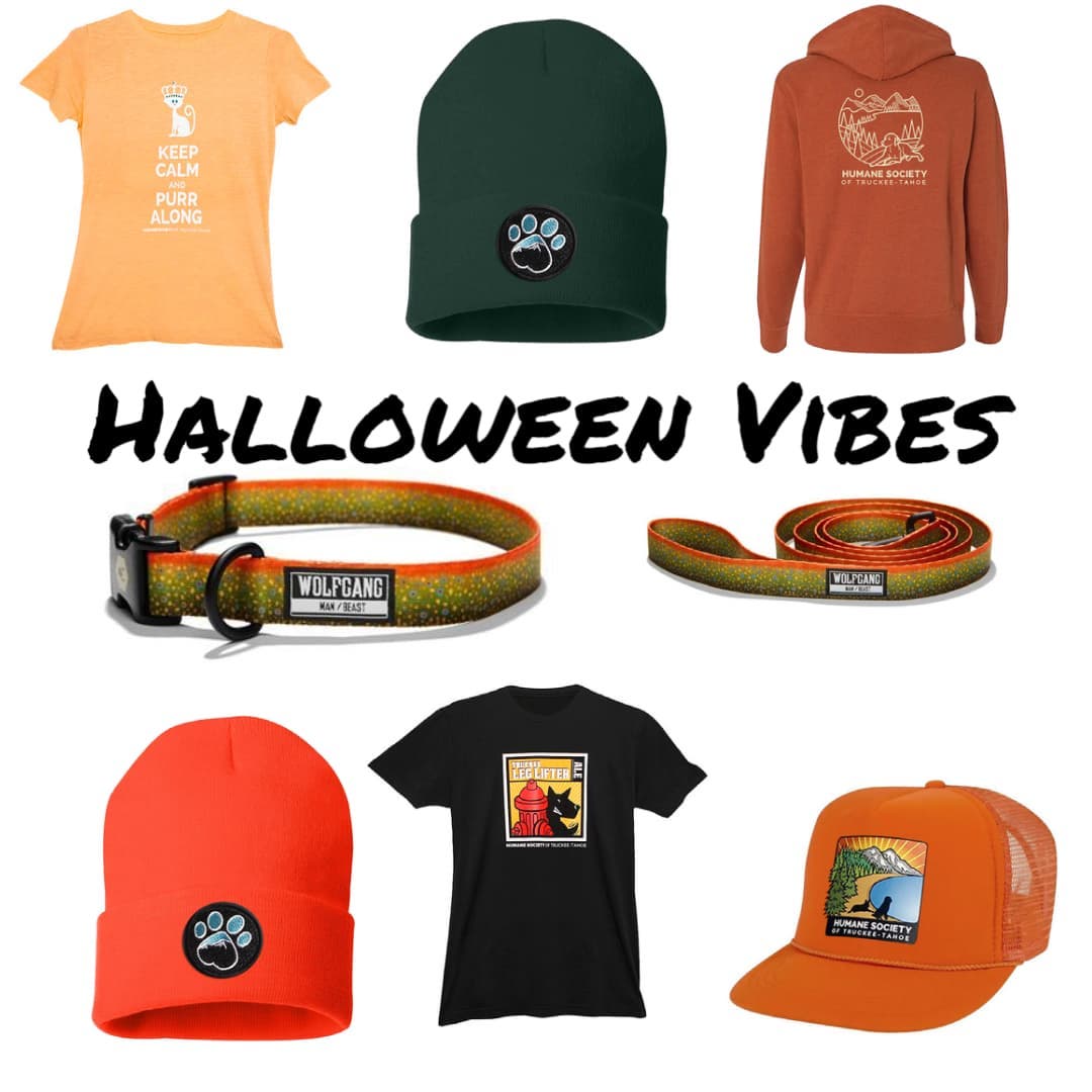 It's time to get in the spooky spirit with our HSTT merch. We've got an assortment of colors and items to help you give off those Halloween vibes in style! We can even outfit your dog with our matching BrookTrout collar and leash set that screams fall.

Shop our store for local pick-up or mail delivery through our link in our Bio!

<a target='_blank' href='https://www.instagram.com/explore/tags/halloweenvibes/'>#halloweenvibes</a> 
<a target='_blank' href='https://www.instagram.com/explore/tags/howloweenvibes/'>#howloweenvibes</a> 
<a target='_blank' href='https://www.instagram.com/explore/tags/spookypets/'>#spookypets</a>