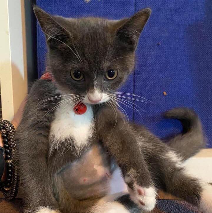 🐾🐈‍⬛🐾 MEET GANDALF, MS. BLACK, AND BOOTSY! 🐾🐈‍⬛🐾

Gandalf:
Firstborn and also the biggest of the litter. She likes her quiet time, but will still snuggle and let you pick her up. She likes hunting bugs so there’s mouser potential. She is a fun, curious kitty!

Ms. Black
This kitten is super cuddly and loves to play.  Independently with cat toys, with her litter mates and mama, or with a human companion. She’s also a climber. This kitten gets along best and plays the most with the children in the home! Just look at her little milk mustache!

Bootsy
Her litter mates were all born with white socks but Bootsy got two whole legs of white fur. She’s a great combination of cuddly, playful, chill, and aloof. She’ll attack your pencil eraser while you write, or sneak up and fall asleep next to you while you relax. She also gets along well with the unrelated male cat, the kids, and her litter mates.

✔️ All three girls are spayed, microchipped, combo tested negative, and UTD on vaccines!

If you are interested in adopting, please head to www.pettalesrescue.com and fill out an application ✍🏼