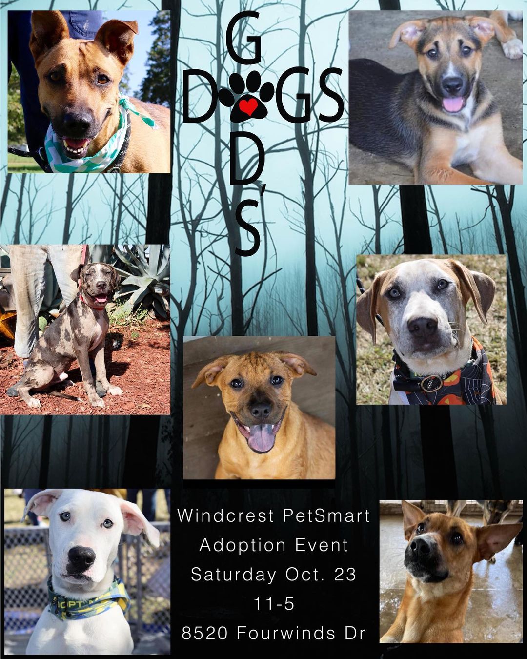 Tomorrow! We have 3 amazing locations for adoptions. This will be one of them and we hope you’ll be able to make it out <a target='_blank' href='https://www.instagram.com/explore/tags/godsdogsatx/'>#godsdogsatx</a>