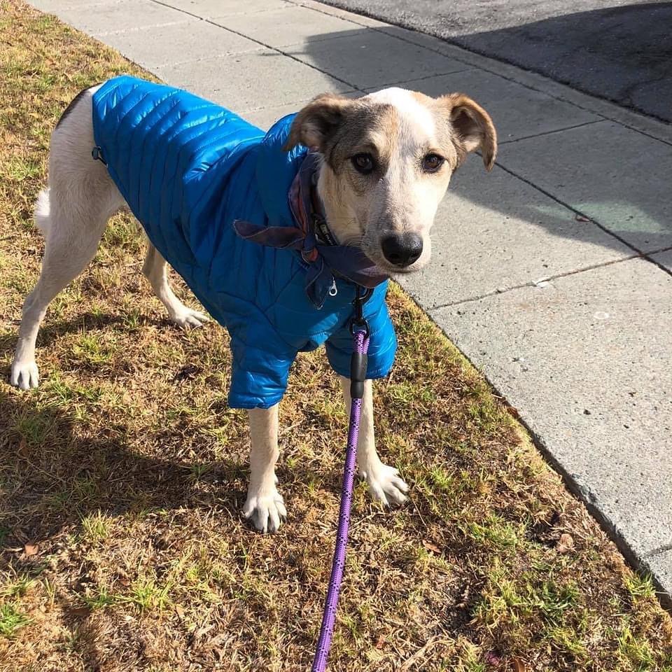 Since there was a chance of raining this week, our lovely Xena got a comfy rain jacket ready, and it looks great on her! 💦💦

Xena is looking for her forever home!🏡❤️

Xena is a sweet, very snugly girl and wants to be your best friend. She is such a lovely and beautiful dog. Playful with both humans and other dogs. She is a “snuggly pretzel” because she will twist herself around so that she can get into your lap so she can get pets. She has so much to give and is going to be an amazing dog. So eager to please and wanting to do whatever her person wants. Xena is a very loving and affectionate girl who loves nothing better than having a cuddle on the sofa. She will soon worm her way onto your bed and into your heart! She likes being outdoors – running, sniffing, playing, also likes to be checking out what is going on in the house. She is a confident and easy going girls, and will be happy to join your family.

🔹Please check out Xena's Adoption page and if interested fill out application on our web site: https://angelsfurryfriends.org/xena/

@Angel’sFurryFriendsRescue
✅ If you would like to help save more animals, you could also donate here: 
👉 https://angelsfurryfriends.org/donate/
👉PayPal: donations@angelsfurryfriends.org
👉PayPal Donation link: https://paypal.me/AngelsFurryFriendsSF?locale.x=en_US
🎥 Watch a video about our partner shelter in Volgograd: https://youtu.be/N4QXdLpZJ9k
🐾 Check our website for adoptable animals: https://angelsfurryfriends.org
✅ Our furry friends will be super happy if you can contribute to our AMAZON wish list: https://www.amazon.com/gp/registry/wishlist/2RZLJP6PB4GQV
✅ Find us on AMAZON SMILE
🤝 Please share information about our Rescue
✅ Angel’s Furry Friends is a Non-Profit 501(c)(3) organization. 
Your Donations are Tax Deductible.
Please, check with your employers, many companies match Donations, to double your valuable contribution.
<a target='_blank' href='https://www.instagram.com/explore/tags/adoptdontshop/'>#adoptdontshop</a> <a target='_blank' href='https://www.instagram.com/explore/tags/animalrescue/'>#animalrescue</a> <a target='_blank' href='https://www.instagram.com/explore/tags/animalhelp/'>#animalhelp</a> <a target='_blank' href='https://www.instagram.com/explore/tags/doglove/'>#doglove</a> <a target='_blank' href='https://www.instagram.com/explore/tags/catlove/'>#catlove</a> <a target='_blank' href='https://www.instagram.com/explore/tags/dogrescue/'>#dogrescue</a> <a target='_blank' href='https://www.instagram.com/explore/tags/catrescue/'>#catrescue</a> <a target='_blank' href='https://www.instagram.com/explore/tags/streetdogs/'>#streetdogs</a> <a target='_blank' href='https://www.instagram.com/explore/tags/angelsfurryfriends/'>#angelsfurryfriends</a> <a target='_blank' href='https://www.instagram.com/explore/tags/savealife/'>#savealife</a> <a target='_blank' href='https://www.instagram.com/explore/tags/bekind/'>#bekind</a> <a target='_blank' href='https://www.instagram.com/explore/tags/dogsforadoption/'>#dogsforadoption</a> <a target='_blank' href='https://www.instagram.com/explore/tags/animalwelfare/'>#animalwelfare</a> <a target='_blank' href='https://www.instagram.com/explore/tags/adoptdontshop/'>#adoptdontshop</a> <a target='_blank' href='https://www.instagram.com/explore/tags/rescuedogsofinstagram/'>#rescuedogsofinstagram</a> <a target='_blank' href='https://www.instagram.com/explore/tags/rescuedog/'>#rescuedog</a> <a target='_blank' href='https://www.instagram.com/explore/tags/rescuedismyfavoritebreed/'>#rescuedismyfavoritebreed</a> <a target='_blank' href='https://www.instagram.com/explore/tags/fromrussiawithlove/'>#fromrussiawithlove</a> <a target='_blank' href='https://www.instagram.com/explore/tags/lifeanimalrescue/'>#lifeanimalrescue</a> <a target='_blank' href='https://www.instagram.com/explore/tags/animalrescuers/'>#animalrescuers</a>