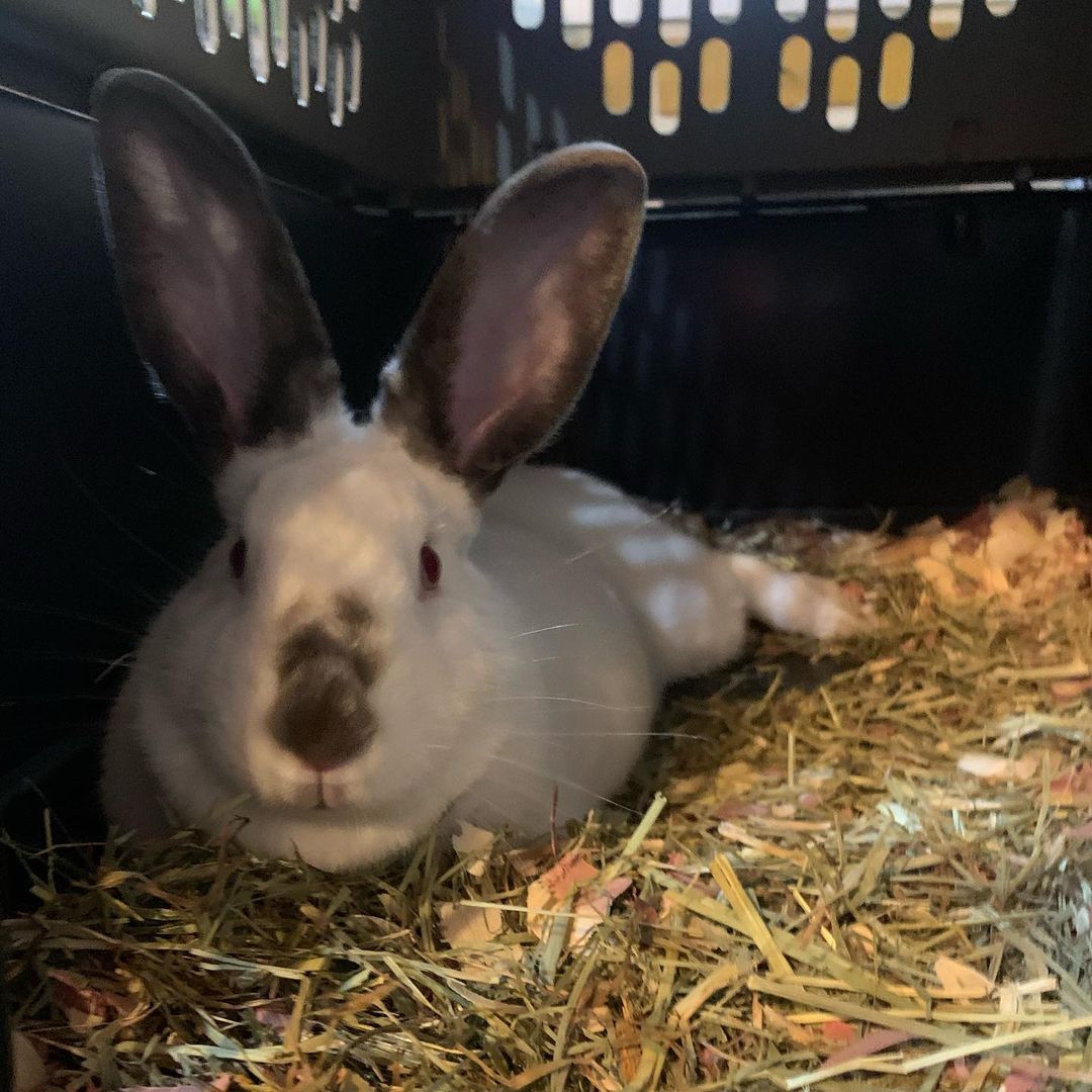 Exciting day yesterday when we showed up to a BUNNY left in the rain in front of our building. Thankfully @haymonstersrabbitsanctuary stepped up and took her into their care! 10/10 would follow