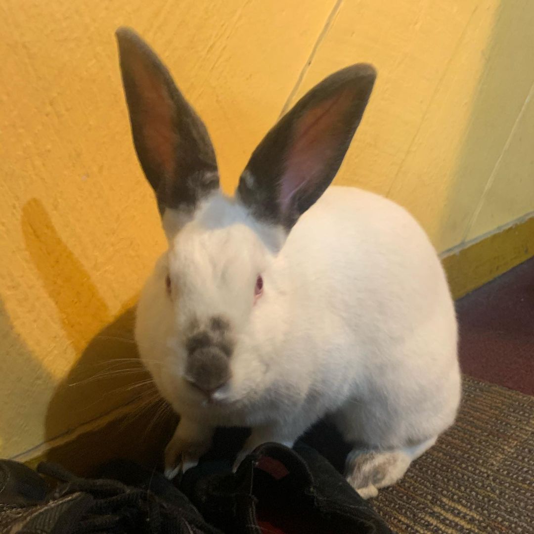 Exciting day yesterday when we showed up to a BUNNY left in the rain in front of our building. Thankfully @haymonstersrabbitsanctuary stepped up and took her into their care! 10/10 would follow