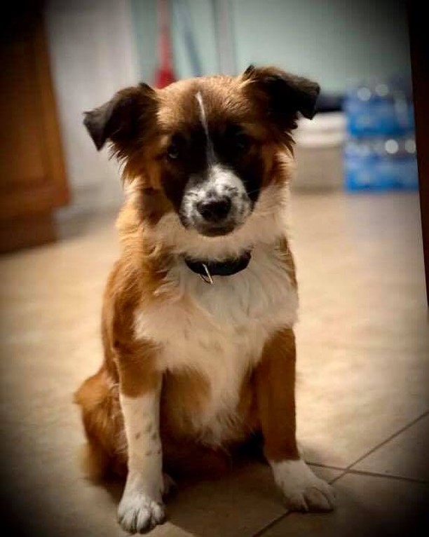 Please help us welcome Munchies to rescue! Munchies is a 6 month old male mix, we just don’t know a mix of what breeds! What are your thoughts?

# <a target='_blank' href='https://www.instagram.com/explore/tags/puppy/'>#puppy</a> <a target='_blank' href='https://www.instagram.com/explore/tags/puppylife/'>#puppylife</a> <a target='_blank' href='https://www.instagram.com/explore/tags/puppylove/'>#puppylove</a> <a target='_blank' href='https://www.instagram.com/explore/tags/vaccinateyourpets/'>#vaccinateyourpets</a> <a target='_blank' href='https://www.instagram.com/explore/tags/spayandneuteryourpets/'>#spayandneuteryourpets</a> <a target='_blank' href='https://www.instagram.com/explore/tags/spayandneuter/'>#spayandneuter</a> <a target='_blank' href='https://www.instagram.com/explore/tags/adoptionislove/'>#adoptionislove</a> <a target='_blank' href='https://www.instagram.com/explore/tags/adoptdontshop/'>#adoptdontshop</a> <a target='_blank' href='https://www.instagram.com/explore/tags/rescuepup/'>#rescuepup</a> <a target='_blank' href='https://www.instagram.com/explore/tags/rescuedogs/'>#rescuedogs</a> <a target='_blank' href='https://www.instagram.com/explore/tags/rescuedismyfavoritebreed/'>#rescuedismyfavoritebreed</a> <a target='_blank' href='https://www.instagram.com/explore/tags/rescuedogsrock/'>#rescuedogsrock</a> <a target='_blank' href='https://www.instagram.com/explore/tags/rescue/'>#rescue</a> <a target='_blank' href='https://www.instagram.com/explore/tags/rescuedog/'>#rescuedog</a> <a target='_blank' href='https://www.instagram.com/explore/tags/rescuedogsofinstagram/'>#rescuedogsofinstagram</a>