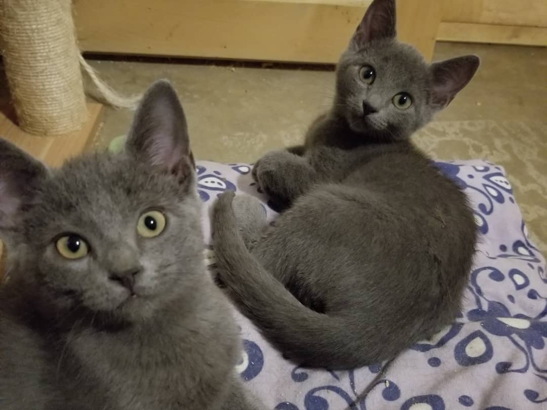 It's $5 Friday! The week flies by with all these purring cuties!😴💖These little ones below came to us so sick with URI and parasites without a mom 4 weeks ago, but now they're living the good life. Full bellies on demand, cozy cuddles, playtime galore, sleeping in forbidden zones😅, & the feeling of safety (priceless).❤

All your donations help support these angels and many more with their vetting and daily care. We can't thank you enough or do this without you!😻 You guys are awesome! Plus these sleeping beauties are available for preadoption!🥰 

www.paypal.me/furrypurrsrescue 
Venmo: @furry_purrs_rescue 

Amazon wish list link below. Items most needed: dry kitten food, adult wet food,  fenbendazole dewormer, & Beneabac probiotics. https://www.amazon.com/hz/wishlist/ls/18RCHEU6THXCD?ref_=wl_share

<a target='_blank' href='https://www.instagram.com/explore/tags/sweetdreams/'>#sweetdreams</a> <a target='_blank' href='https://www.instagram.com/explore/tags/sleeptight/'>#sleeptight</a> <a target='_blank' href='https://www.instagram.com/explore/tags/donatetoday/'>#donatetoday</a> <a target='_blank' href='https://www.instagram.com/explore/tags/donate/'>#donate</a> <a target='_blank' href='https://www.instagram.com/explore/tags/helptheanimals/'>#helptheanimals</a> <a target='_blank' href='https://www.instagram.com/explore/tags/worthit/'>#worthit</a>  <a target='_blank' href='https://www.instagram.com/explore/tags/FiveDollarFriday/'>#FiveDollarFriday</a>