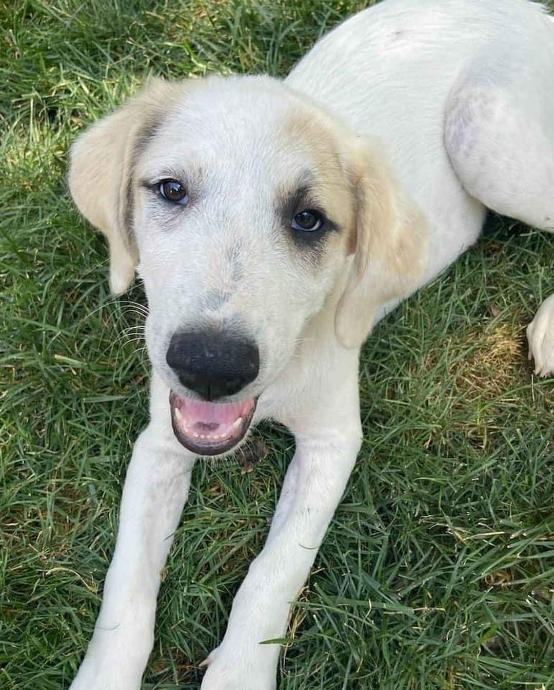 Maggie came into rescue with her sister Millie. The girls were surrendered to us by their owner who had back surgery and could no longer care for them. They had mostly been outside pups, but now they are enjoying the comforts of indoors. 

We think Maggie is a Great Pyrenees mixed with maybe Hound and Anatolian Shepherd. Maggie is sweet and pretty independent. She enjoys being where you are, but isn’t needy and can keep herself occupied with a crinkle toy or two. Maggie isn’t a cuddler, but really likes being petted. Maggie is more shy than her sister, however she does well when meeting people and enjoys the attention. At home, Maggie is a big talker and is not shy about her bark! Maggie loves to wrestle and play with the all the dogs in her foster home and requires a canine friend to play with in her Furever home. She is also cat friendly. Maggie enjoys being outside especially if you are outside with her. She also likes playing in the hose and digging in the yard 🤪 When Maggie’s ready for some down time or a nap, her crate is her safe place and she chooses to lay in it. Maggie is treat motivated and will sit for treats. She’s doing great with house training and we are working on leash training. New noises still startle her so we are helping her to slowly get used to new sights and sounds. 

Maggie has a short coat and at 4 1/2 months old weighs 46 lbs. Maggie is up to date on vaccines, up to date on heartworm and flea/tick preventatives, and microchipped. Our puppies are adopted on a spay/neuter contract with adopter promising to spay/neuter at a later date and must show proof at that time.

Adoption requirements:
You must have a secure and visible fence, pass a home check and a vet check with at least a two year, excellent vet history. Maggie can be adopted in Missouri, Illinois, Iowa, Wisconsin, Minnesota, and Indiana. 
*Being fostered in Reynolds, IL*
www.gprescue.com
🐾 
<a target='_blank' href='https://www.instagram.com/explore/tags/greatPyrenees/'>#greatPyrenees</a> <a target='_blank' href='https://www.instagram.com/explore/tags/greatpyreneesofthehour/'>#greatpyreneesofthehour</a> <a target='_blank' href='https://www.instagram.com/explore/tags/greatpyreneesoftheday/'>#greatpyreneesoftheday</a> <a target='_blank' href='https://www.instagram.com/explore/tags/greatpyreneesfeature/'>#greatpyreneesfeature</a> <a target='_blank' href='https://www.instagram.com/explore/tags/greatpyrfeature/'>#greatpyrfeature</a> <a target='_blank' href='https://www.instagram.com/explore/tags/dogstagram/'>#dogstagram</a> <a target='_blank' href='https://www.instagram.com/explore/tags/dogoftheday/'>#dogoftheday</a> <a target='_blank' href='https://www.instagram.com/explore/tags/polarbeardog/'>#polarbeardog</a> <a target='_blank' href='https://www.instagram.com/explore/tags/adoptdontshop/'>#adoptdontshop</a> <a target='_blank' href='https://www.instagram.com/explore/tags/dogsofmo/'>#dogsofmo</a> <a target='_blank' href='https://www.instagram.com/explore/tags/adopt/'>#adopt</a> <a target='_blank' href='https://www.instagram.com/explore/tags/foster/'>#foster</a> <a target='_blank' href='https://www.instagram.com/explore/tags/greatpyreneesrescueofmissouri/'>#greatpyreneesrescueofmissouri</a> <a target='_blank' href='https://www.instagram.com/explore/tags/greatpyreneesrescueofmo/'>#greatpyreneesrescueofmo</a>