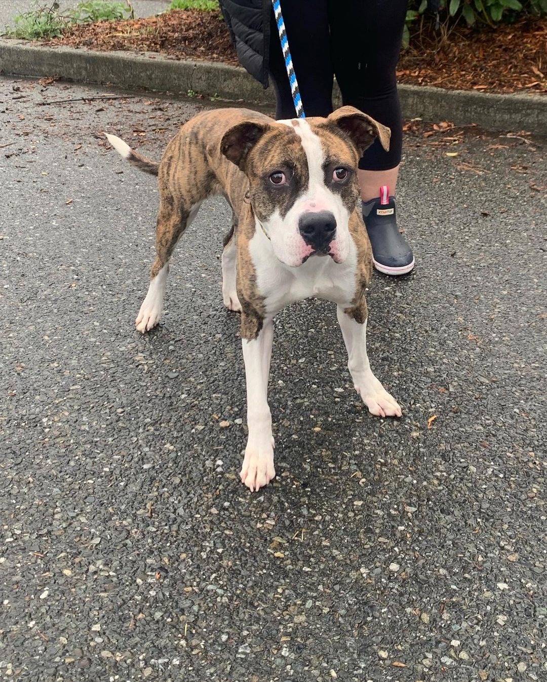 Say hello to Rookie, Annabeth, Cherry, Ingrid, General Magnus Kane and Walnut! These 6 lucky pups had a long ride from Texas, but they’re all settling in and happy to be here.