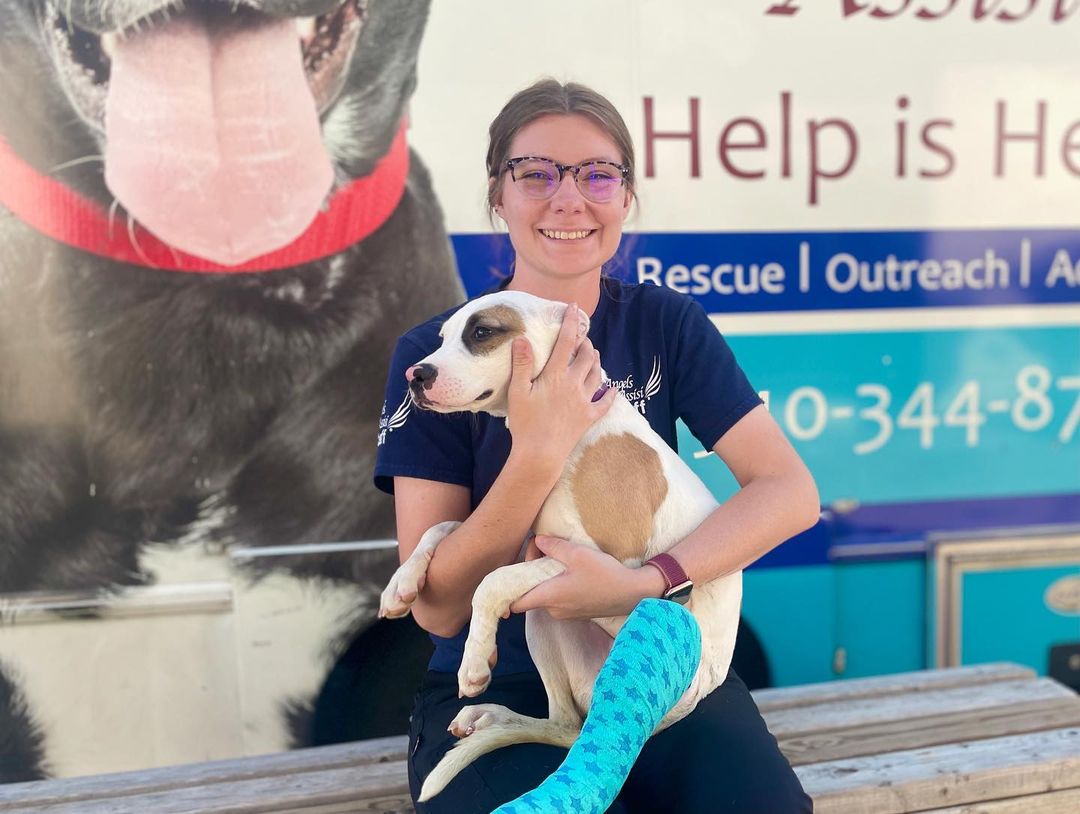 Meet Loyalty! This sweet 5-month-old girl came in today on our transport. She was here to be spayed and to have her broken leg assessed. Our medical team splinted her leg in hopes that amputation could be avoided. We will need to continue to monitor Loyalty for splint changes and to assess her healing progress. In the meantime, we would like to get her into a foster home while she heals as the shelter is no place for a puppy to grow up. She is a total sweetheart, and she deserves a home of her own while she heals.

If you are interested in fostering sweet Loyalty, please email our Adoption Coordinators at adoptions@angelsofassisi.org.