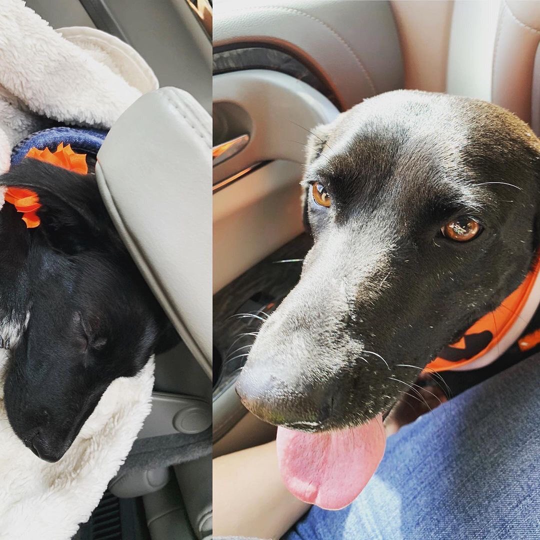 Snow White and Momo are on their way to both of their first adoption event at @steamtheorybrewing ! We are running late (an 8 dog household will do that to you!) but we are on our way!! Wish us all luck! 💛💛 Posted @withregram • @the_snowdrop_residence