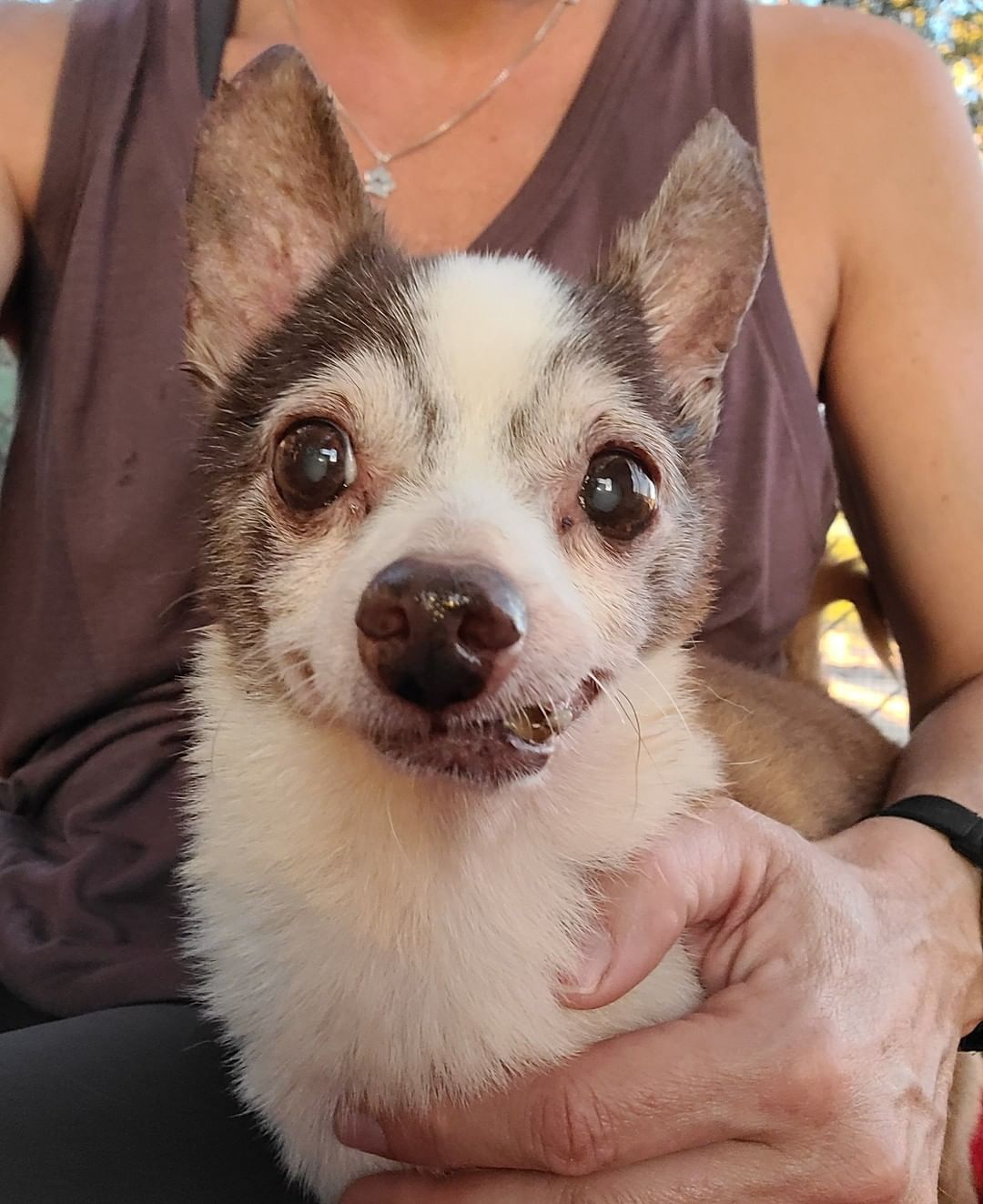 Look at this babe!!! This is Burt ❤🐾

He was found last week in the area of 44th st and McDowell. He is not neutered and probably around 11 years old. The finders posted him on straydar and hung flyers but no owner has been found. We will continue our search. 

For now we are welcoming him home to Rusty's Angels as # 302. 

Doesn't his face remind you of a chocolate swirl marble cake?! 😋 
And this dude is not only adorable he also has a spectacular personality. His little 6# physique is likely to win over all the ladies, without a doubt. 

Welcome home Burt welcome home. 🐾❤🐾