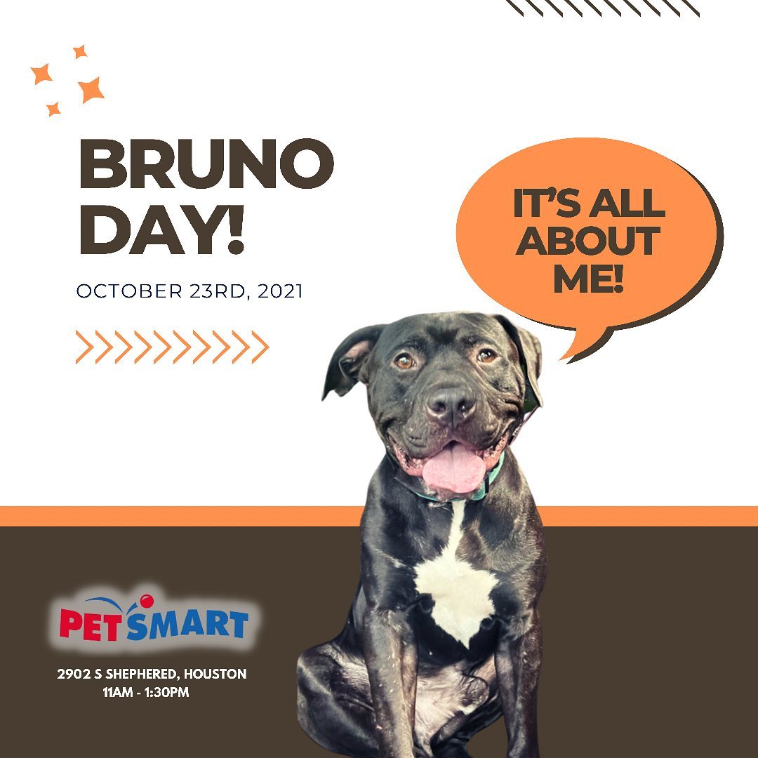 Today’s adoption event at <a target='_blank' href='https://www.instagram.com/explore/tags/petsmart/'>#petsmart</a> has officially been renamed as BRUNO DAY!
Bruno will be the only LAR dog attending today’s adoption event (we’ll let you know why some others couldn’t attend tomorrow, today is all about Bruno!) so he’s going to take it very personally if nobody comes to see us. He’ll be hanging out in PetSmart on South Shepherd between 11am-1:30pm so pop on down and show this handsome boy some love ❤️💙💚🧡

<a target='_blank' href='https://www.instagram.com/explore/tags/brunoday/'>#brunoday</a> <a target='_blank' href='https://www.instagram.com/explore/tags/bruno/'>#bruno</a> <a target='_blank' href='https://www.instagram.com/explore/tags/adoptionday/'>#adoptionday</a> <a target='_blank' href='https://www.instagram.com/explore/tags/adoptdontshop/'>#adoptdontshop</a> <a target='_blank' href='https://www.instagram.com/explore/tags/pitbullsofinstagram/'>#pitbullsofinstagram</a> <a target='_blank' href='https://www.instagram.com/explore/tags/pibble/'>#pibble</a> <a target='_blank' href='https://www.instagram.com/explore/tags/itsallaboutyou/'>#itsallaboutyou</a> <a target='_blank' href='https://www.instagram.com/explore/tags/pibblesofinstagram/'>#pibblesofinstagram</a> <a target='_blank' href='https://www.instagram.com/explore/tags/pittiesofinstagram/'>#pittiesofinstagram</a> <a target='_blank' href='https://www.instagram.com/explore/tags/velvethippo/'>#velvethippo</a> <a target='_blank' href='https://www.instagram.com/explore/tags/petsofinstagram/'>#petsofinstagram</a> <a target='_blank' href='https://www.instagram.com/explore/tags/petsmart/'>#petsmart</a> <a target='_blank' href='https://www.instagram.com/explore/tags/fosteringsaveslives/'>#fosteringsaveslives</a> <a target='_blank' href='https://www.instagram.com/explore/tags/rescuedogsofinstagram/'>#rescuedogsofinstagram</a> <a target='_blank' href='https://www.instagram.com/explore/tags/rescuedismyfavoritebreed/'>#rescuedismyfavoritebreed</a>