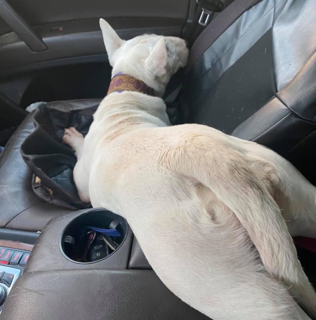 <a target='_blank' href='https://www.instagram.com/explore/tags/winterintakesarecoming/'>#winterintakesarecoming</a>
Sweet senior Dolce is on her way to her new foster home!!

 <a target='_blank' href='https://www.instagram.com/explore/tags/ittakesavillage/'>#ittakesavillage</a> <a target='_blank' href='https://www.instagram.com/explore/tags/bullterrierrescue/'>#bullterrierrescue</a> <a target='_blank' href='https://www.instagram.com/explore/tags/bullterrierlovers/'>#bullterrierlovers</a> <a target='_blank' href='https://www.instagram.com/explore/tags/bullterrierlife/'>#bullterrierlife</a> <a target='_blank' href='https://www.instagram.com/explore/tags/rescuedog/'>#rescuedog</a> <a target='_blank' href='https://www.instagram.com/explore/tags/rescuedogsrock/'>#rescuedogsrock</a>