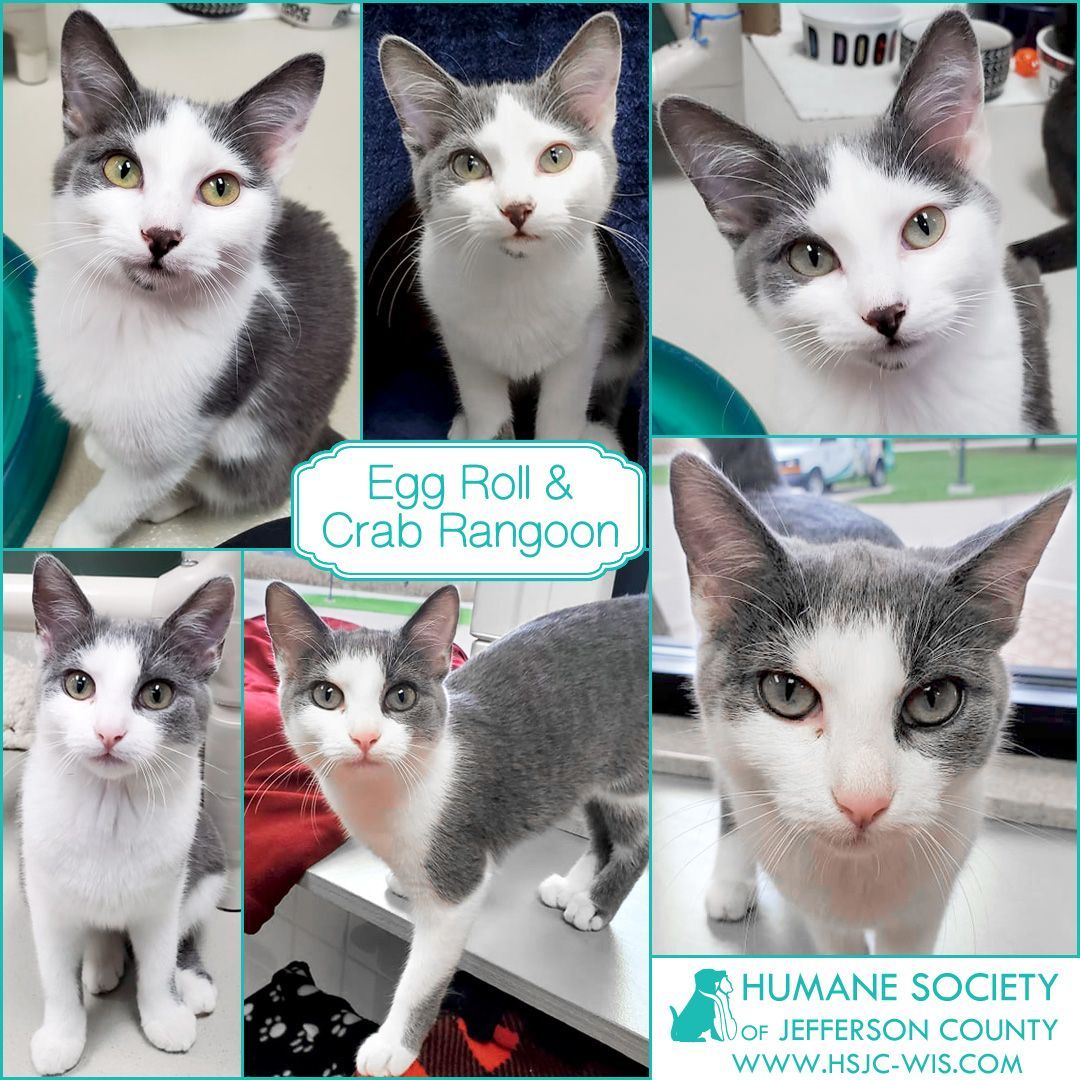 We're Egg Roll & Crab Rangoon, playful and affectionate <a target='_blank' href='https://www.instagram.com/explore/tags/kittens/'>#kittens</a> who love each other a lot. We don't have to be adopted together but we should both go to homes where we'll have a feline playmate. With the Fall Feline Frenzy promo, all cats and kittens have half price adoption fees!⠀
⠀
Learn more at https://hsjc-wis.com/animal/?id=17048762 & https://hsjc-wis.com/animal/?id=17048764 or click the link in our bio.⠀
⠀
<a target='_blank' href='https://www.instagram.com/explore/tags/adopt/'>#adopt</a> <a target='_blank' href='https://www.instagram.com/explore/tags/CatsOfInstagram/'>#CatsOfInstagram</a> <a target='_blank' href='https://www.instagram.com/explore/tags/adoptdontshop/'>#adoptdontshop</a> <a target='_blank' href='https://www.instagram.com/explore/tags/rescuecat/'>#rescuecat</a>