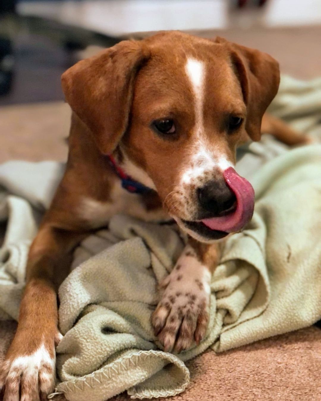 Sasha (4 months), Lanny (6 months), Star (7 months) and Abigail (8 months) are all unique pups with one thing in common - they are looking for their forever home! 

Email adoptions@hstt.org if you are interested in one of these sweet girls!