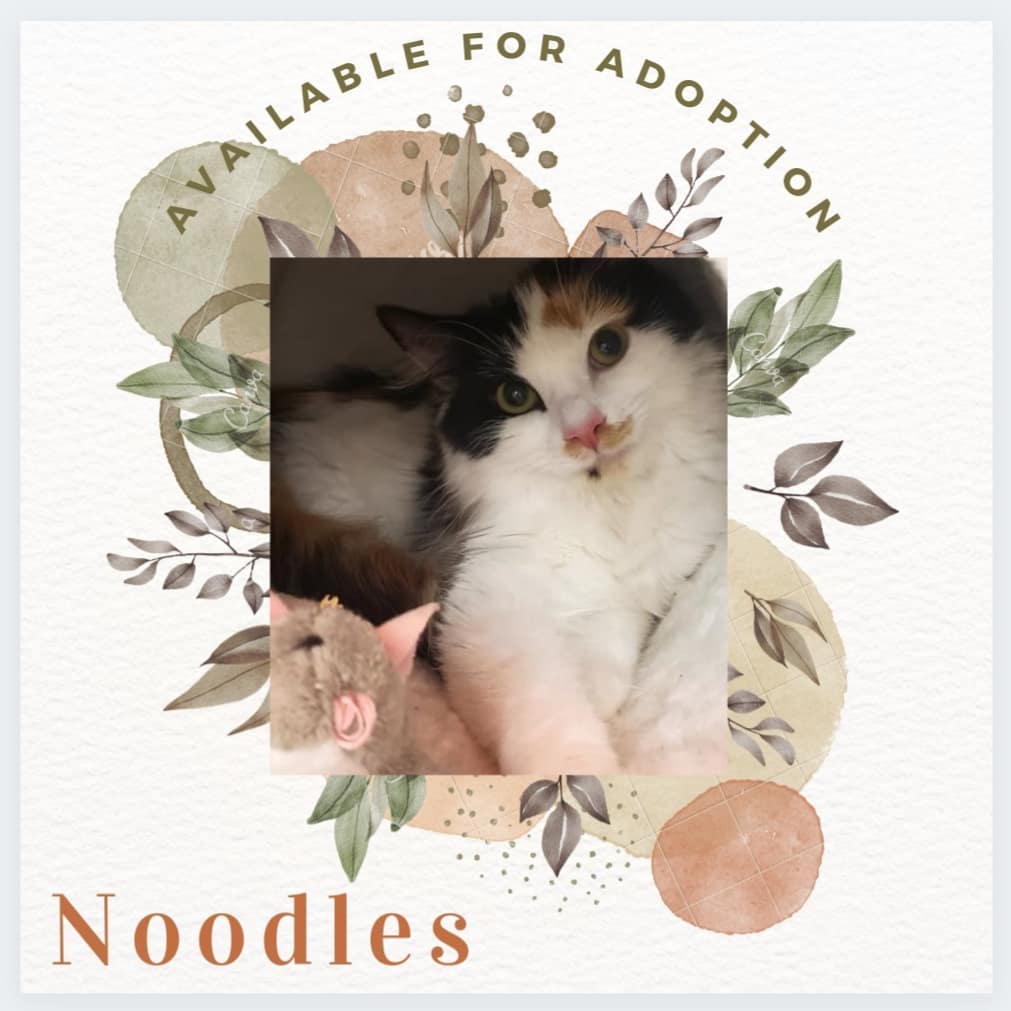 Are you looking for a sweet and loving lap cat to call your own? Well look no further Noodles is the one for you. This pretty lady loves to find the comfort & warmth of your lap and instantly starts to purrr when she sees your hand getting ready to give some scritches. 

Fill out an adoption application and come meet Noodles today!