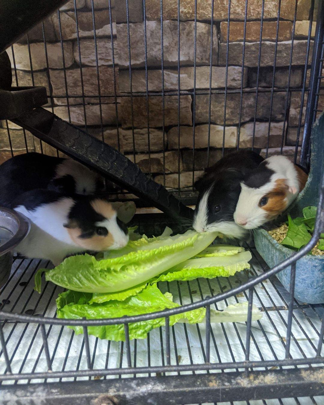 Some of our cute Guinea Pigs!! 🤗 Any vegetarians in the house? These babies love fruits and veggies!! 

If you are interested in adopting please fill out an adoption form on our website. Link is in bio. 

Feel free to DM with questions.