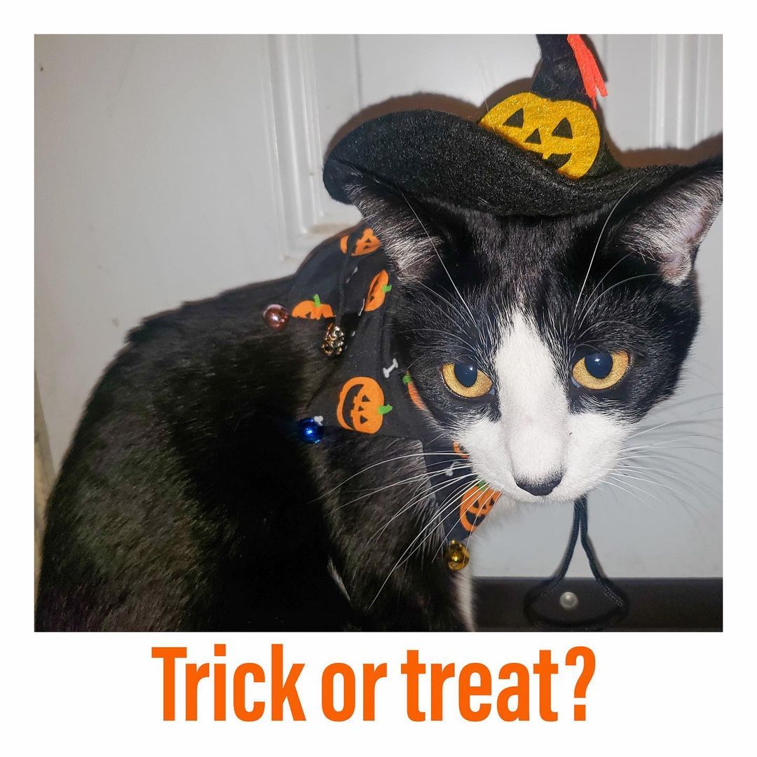 🎃🎃🎃🎃🎃🎃🎃🎃🎃🎃
MEOWLLOWEEN 13thstcats 2021
“He's Coco He's three years old and we got him from the animal shelter. 
He's sweet, friendly and smart. Here he's dressed as a wichty lovely cat”
🎃 Isn’t he a cute wizard?
———————————————————
<a target='_blank' href='https://www.instagram.com/explore/tags/instacat/'>#instacat</a> <a target='_blank' href='https://www.instagram.com/explore/tags/instapet/'>#instapet</a> <a target='_blank' href='https://www.instagram.com/explore/tags/cat/'>#cat</a> <a target='_blank' href='https://www.instagram.com/explore/tags/lovecats/'>#lovecats</a> <a target='_blank' href='https://www.instagram.com/explore/tags/adoptdontshop/'>#adoptdontshop</a> <a target='_blank' href='https://www.instagram.com/explore/tags/kittens/'>#kittens</a> <a target='_blank' href='https://www.instagram.com/explore/tags/kitty/'>#kitty</a> <a target='_blank' href='https://www.instagram.com/explore/tags/rescuecats/'>#rescuecats</a> <a target='_blank' href='https://www.instagram.com/explore/tags/rescue/'>#rescue</a> <a target='_blank' href='https://www.instagram.com/explore/tags/13thstcatssanjose/'>#13thstcatssanjose</a> <a target='_blank' href='https://www.instagram.com/explore/tags/california/'>#california</a>  <a target='_blank' href='https://www.instagram.com/explore/tags/love/'>#love</a> <a target='_blank' href='https://www.instagram.com/explore/tags/catsofinstagram/'>#catsofinstagram</a>  <a target='_blank' href='https://www.instagram.com/explore/tags/meow/'>#meow</a> <a target='_blank' href='https://www.instagram.com/explore/tags/meowlloween/'>#meowlloween</a>