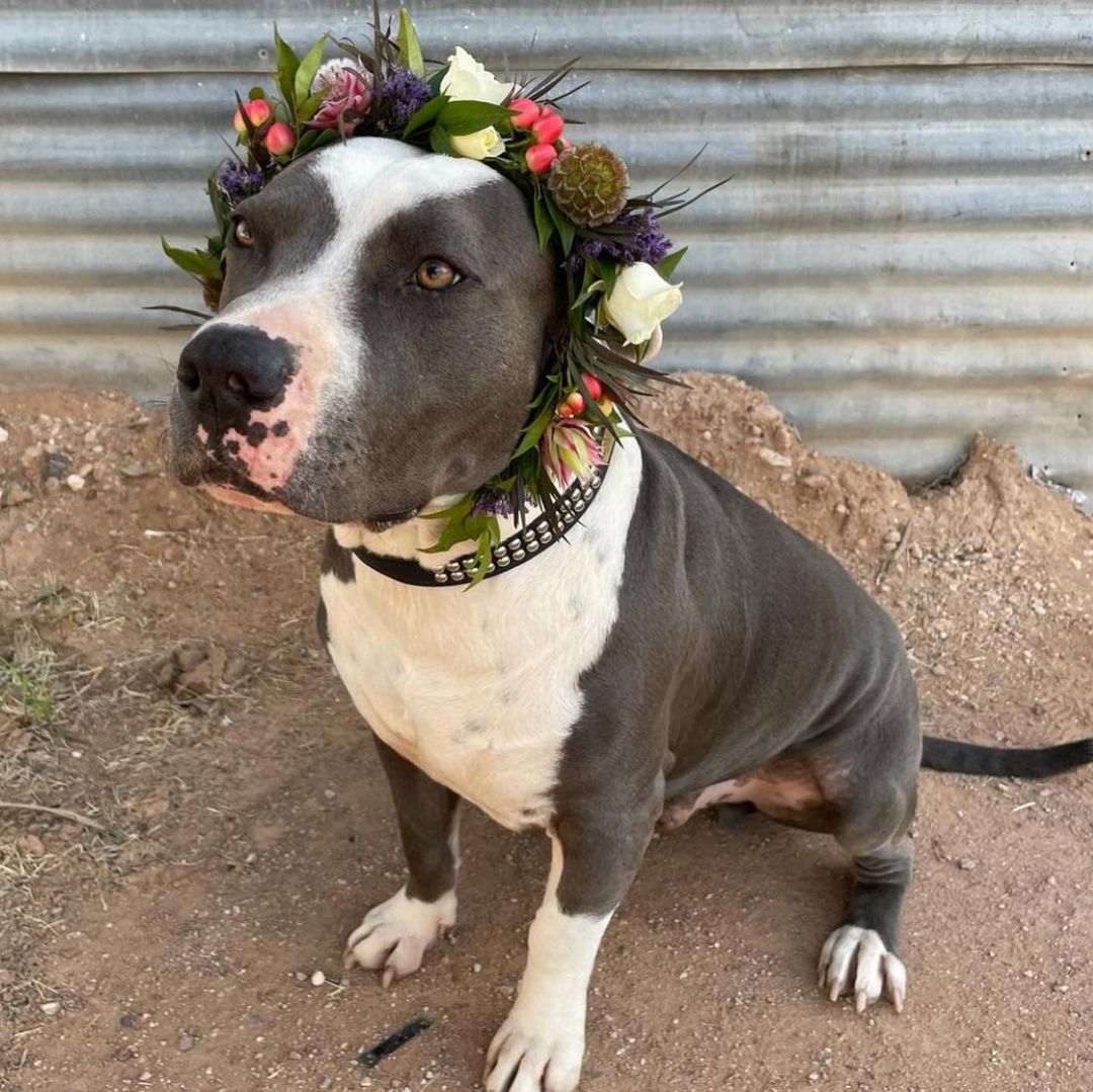 We don’t have anything clever to caption this, just look at how adorable Henry (formerly Freddy) is 😍💐🐶 <a target='_blank' href='https://www.instagram.com/explore/tags/ANMalum/'>#ANMalum</a> <a target='_blank' href='https://www.instagram.com/explore/tags/ANMpupdate/'>#ANMpupdate</a>