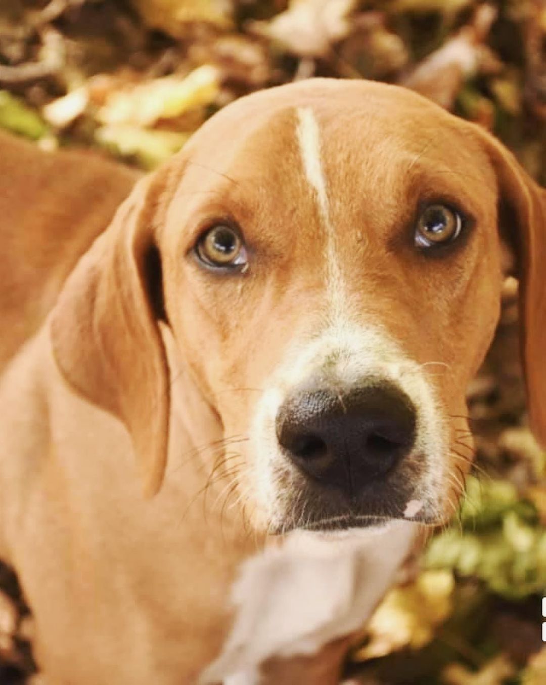 🌟 AVAILABLE 🌟 - Adult hound dog 

Sonic (fka Seamus) is a 1.5yr old very energetic, lovable, and happy hound dog! He loves going for walks, runs, and playing. When outside and able to run you can truly see him come alive. Sonic will benefit from a family with older children that want to play with him and/or adults that are retired, but active, or home where people are home as often as possible as he does not like being home alone for too long. He loves snuggling next to you in the bed or on the couch watching a movie! He does well in his crate, but just like any dog he would prefer to be out. He is house trained too. He is allergic to chicken and shouldn’t have any chicken food/products or byproducts. He enjoys playing with dog toys to help pass time and is a tough chewer! With that he should only have tough toys and if given stuffed ones should be watched as he will happily defluff them ASAP. Sonic does bark at other dogs/people when on leash, but we are working on that with him. He LOVES other dogs and happily plays and bounces around with them. If you believe this happy guy would be the right fit for your home please use the link below to submit an application. 

Adoption Application Link: https://airtable.com/shr305FuyR4v4JWQb

Website Link: https://furrytalesrescue.wixsite.com/home

Petfinder Link: https://www.petfinder.com/dog/sonic-fka-seamus-49678199/pa/blue-bell/furry-tales-animal-rescue-pa1105/

** We are based out of Blue Bell, PA. We allow adoptions to PA, NJ, MD, DE, VA, WV, CT and NY. At this time we do not adopt out to homes who are over ~200 miles from our location. **

.
.
.
.
.
<a target='_blank' href='https://www.instagram.com/explore/tags/rescuedog/'>#rescuedog</a> <a target='_blank' href='https://www.instagram.com/explore/tags/happydog/'>#happydog</a> <a target='_blank' href='https://www.instagram.com/explore/tags/fall/'>#fall</a> <a target='_blank' href='https://www.instagram.com/explore/tags/hound/'>#hound</a> <a target='_blank' href='https://www.instagram.com/explore/tags/hounddog/'>#hounddog</a> <a target='_blank' href='https://www.instagram.com/explore/tags/hounddogsofinstagram/'>#hounddogsofinstagram</a> <a target='_blank' href='https://www.instagram.com/explore/tags/seamus/'>#seamus</a> <a target='_blank' href='https://www.instagram.com/explore/tags/sonic/'>#sonic</a> <a target='_blank' href='https://www.instagram.com/explore/tags/bonesday/'>#bonesday</a> <a target='_blank' href='https://www.instagram.com/explore/tags/nobonesday/'>#nobonesday</a> <a target='_blank' href='https://www.instagram.com/explore/tags/roll/'>#roll</a> <a target='_blank' href='https://www.instagram.com/explore/tags/leaves/'>#leaves</a> <a target='_blank' href='https://www.instagram.com/explore/tags/puppy/'>#puppy</a> <a target='_blank' href='https://www.instagram.com/explore/tags/puppiesofinstagram/'>#puppiesofinstagram</a> <a target='_blank' href='https://www.instagram.com/explore/tags/adoptme/'>#adoptme</a> <a target='_blank' href='https://www.instagram.com/explore/tags/adoptable/'>#adoptable</a> <a target='_blank' href='https://www.instagram.com/explore/tags/love/'>#love</a> <a target='_blank' href='https://www.instagram.com/explore/tags/toocute/'>#toocute</a> <a target='_blank' href='https://www.instagram.com/explore/tags/dog/'>#dog</a> <a target='_blank' href='https://www.instagram.com/explore/tags/dogs/'>#dogs</a> <a target='_blank' href='https://www.instagram.com/explore/tags/bigboy/'>#bigboy</a>