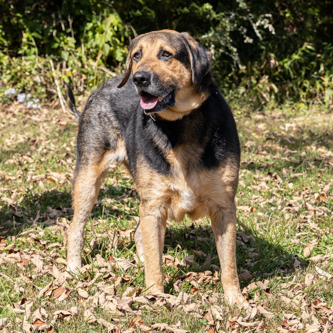 Meet Bryce, a 10-year-old male German Shepard/mix.  Don't let his age fool you.  He is full of spunky goodness and personality.  He loves to play and go on walks and just be with people.  Handsome boy deserves an adoring family that will surround him with love for the rest of his life. 
_________________________
<a target='_blank' href='https://www.instagram.com/explore/tags/adoptmeplease/'>#adoptmeplease</a>  <a target='_blank' href='https://www.instagram.com/explore/tags/comegetme/'>#comegetme</a>  <a target='_blank' href='https://www.instagram.com/explore/tags/handsomeboy/'>#handsomeboy</a>  <a target='_blank' href='https://www.instagram.com/explore/tags/gsdmix/'>#gsdmix</a>