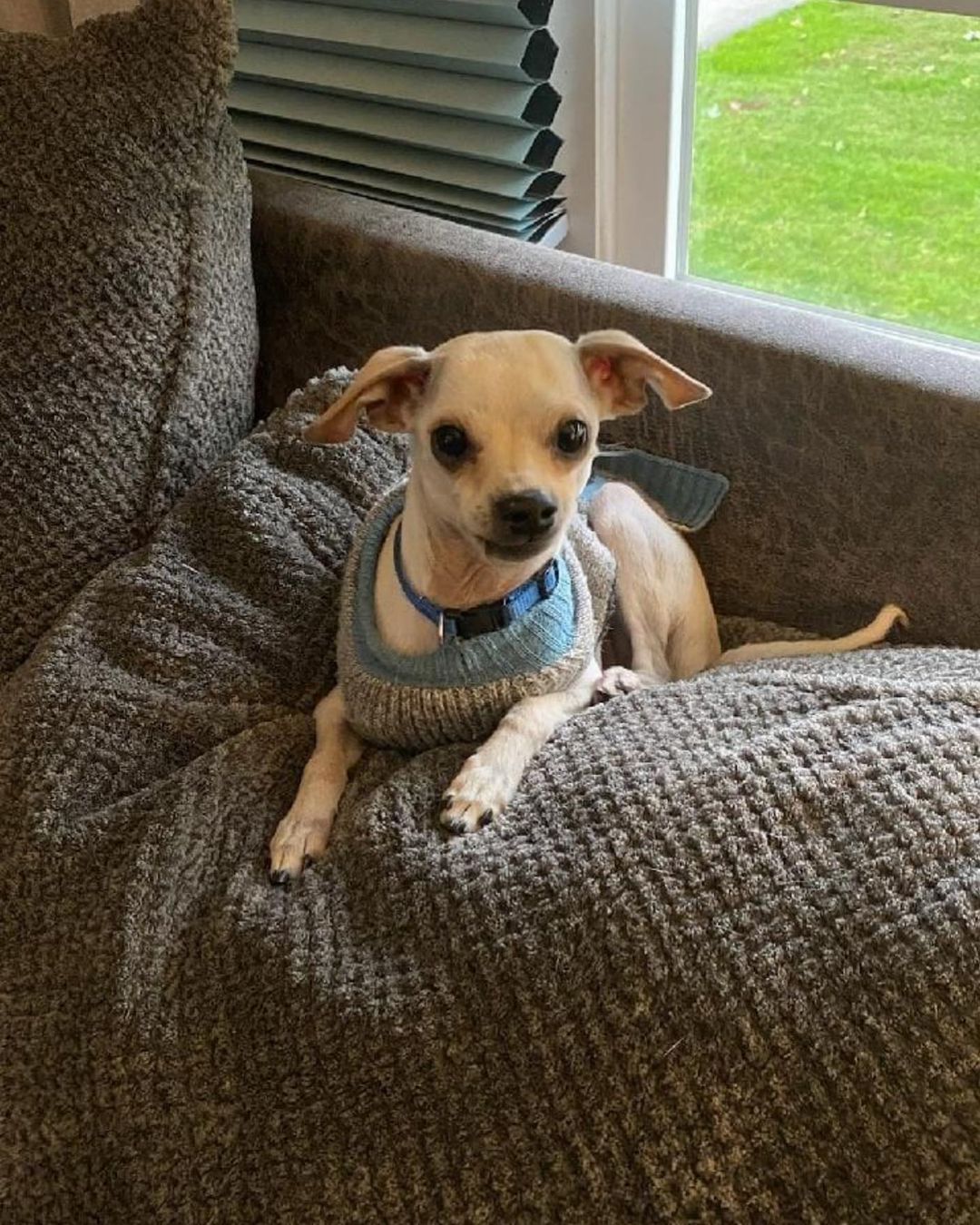 Oh Ryker💙💚 you cannot get any more cute or sweet! This little guy is love on 4 paws.  He loves to be with his people all the time and is just a doll.  He is about 6 pounds so if you want a cuddly little fur baby then Ryker is for you.  Apply at www.teambarc.com