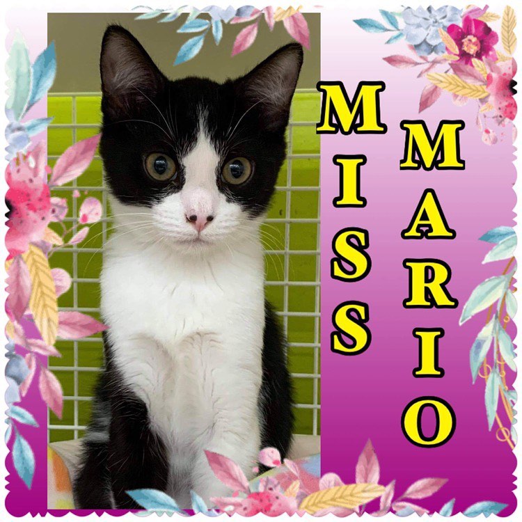 Miss Mario is also taking a turn up at the Petco Atascocita - 7067 FM 1960, Humble, TX 77346 condos! Miss Mario loves toys and soft blankets, warm laps, and film noir. <a target='_blank' href='https://www.instagram.com/explore/tags/LMNFelineRescue/'>#LMNFelineRescue</a> <a target='_blank' href='https://www.instagram.com/explore/tags/LMNRescue/'>#LMNRescue</a> <a target='_blank' href='https://www.instagram.com/explore/tags/LoveMeNow/'>#LoveMeNow</a> <a target='_blank' href='https://www.instagram.com/explore/tags/FosteringSavesLives/'>#FosteringSavesLives</a>❤️ <a target='_blank' href='https://www.instagram.com/explore/tags/BeAFoster/'>#BeAFoster</a> <a target='_blank' href='https://www.instagram.com/explore/tags/AdoptDontShop/'>#AdoptDontShop</a>❤️ <a target='_blank' href='https://www.instagram.com/explore/tags/Petco/'>#Petco</a> <a target='_blank' href='https://www.instagram.com/explore/tags/PetcoAtascocita/'>#PetcoAtascocita</a> <a target='_blank' href='https://www.instagram.com/explore/tags/PetcoLove/'>#PetcoLove</a> <a target='_blank' href='https://www.instagram.com/explore/tags/AdoptableKitten/'>#AdoptableKitten</a> <a target='_blank' href='https://www.instagram.com/explore/tags/DomesticShortHair/'>#DomesticShortHair</a>

📷 @so_very_sara_ 💗