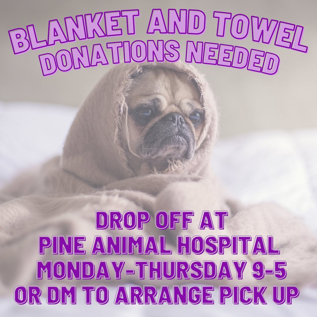 DONATIONS NEEDED!
We need blankets and towels! You can drop your donations off at Pine Animal Hospital Monday-Thursday between 9-5, or DM us to arrange to have someone pick them up if you live in SoCal!
<a target='_blank' href='https://www.instagram.com/explore/tags/adopt/'>#adopt</a> <a target='_blank' href='https://www.instagram.com/explore/tags/donationsneeded/'>#donationsneeded</a> <a target='_blank' href='https://www.instagram.com/explore/tags/donate/'>#donate</a> <a target='_blank' href='https://www.instagram.com/explore/tags/adoptdontshop/'>#adoptdontshop</a> <a target='_blank' href='https://www.instagram.com/explore/tags/flowerspetalliance/'>#flowerspetalliance</a>