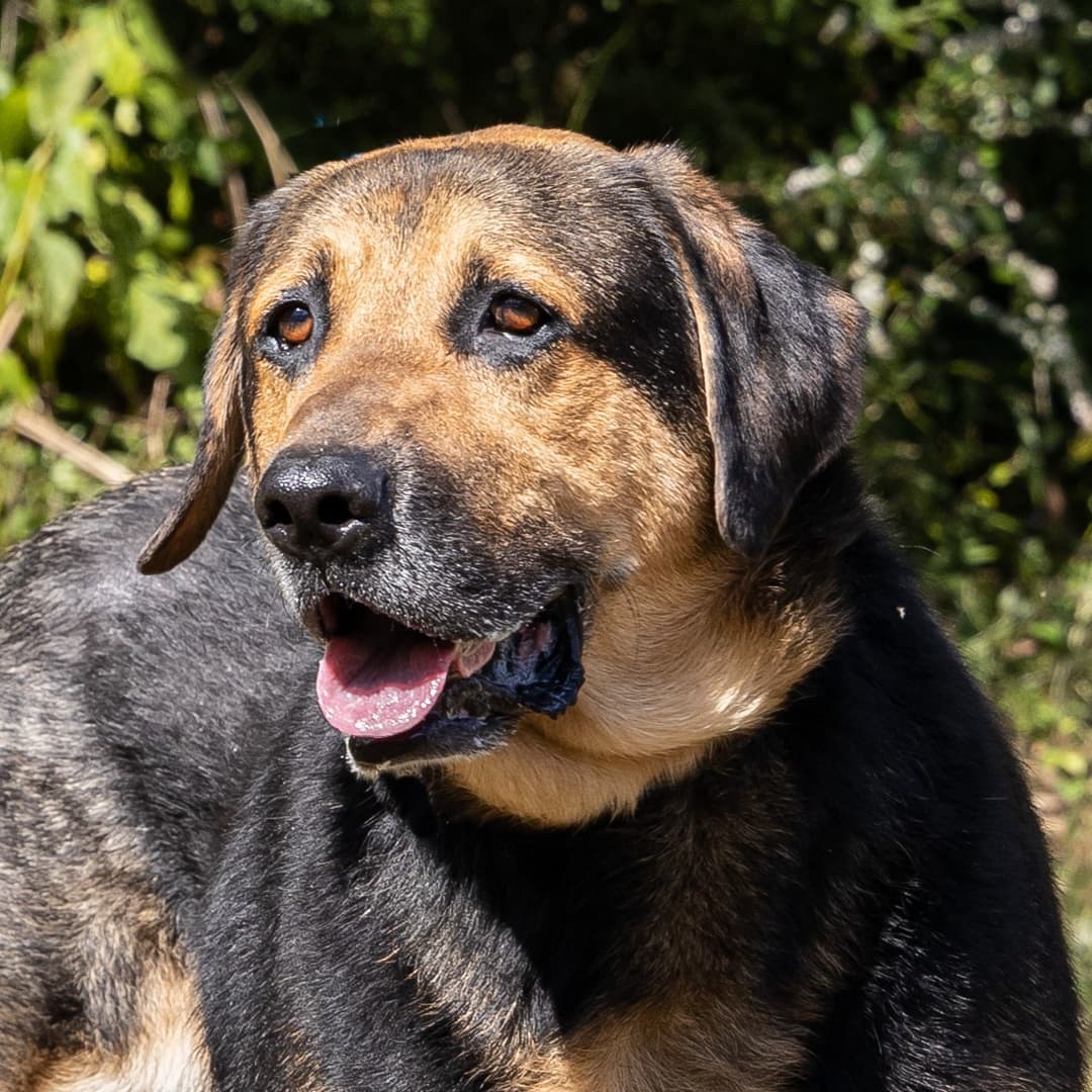 Meet Bryce, a 10-year-old male German Shepard/mix.  Don't let his age fool you.  He is full of spunky goodness and personality.  He loves to play and go on walks and just be with people.  Handsome boy deserves an adoring family that will surround him with love for the rest of his life. 
_________________________
<a target='_blank' href='https://www.instagram.com/explore/tags/adoptmeplease/'>#adoptmeplease</a>  <a target='_blank' href='https://www.instagram.com/explore/tags/comegetme/'>#comegetme</a>  <a target='_blank' href='https://www.instagram.com/explore/tags/handsomeboy/'>#handsomeboy</a>  <a target='_blank' href='https://www.instagram.com/explore/tags/gsdmix/'>#gsdmix</a>