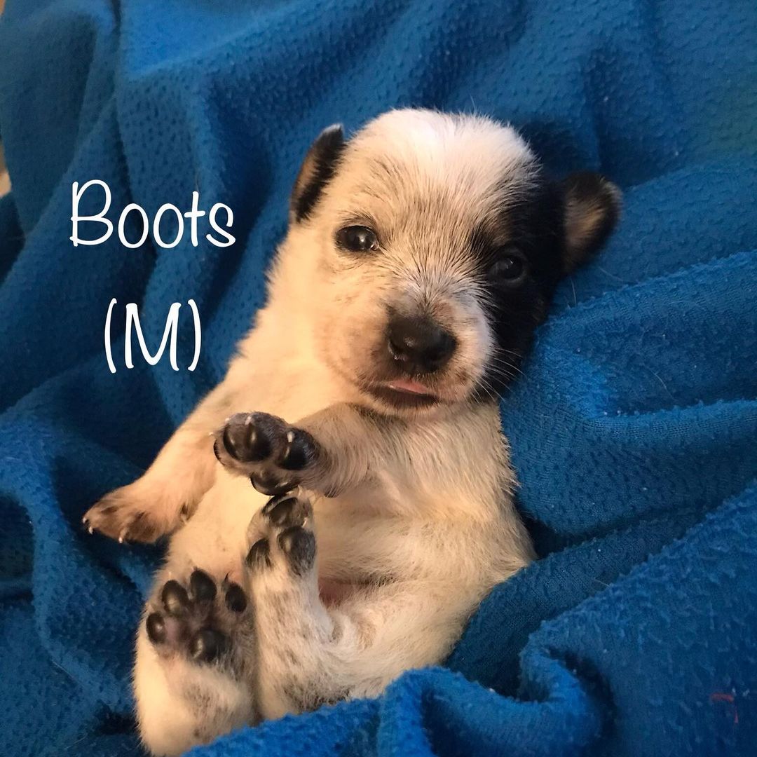 Our “All things Fall” Puppies are 18 days old. Their eyes are open and they are starting to become mobile. Thank goodness for amazing foster families that are ready to take on the crazy task of raising 10 puppies! Watch for these <a target='_blank' href='https://www.instagram.com/explore/tags/terriermix/'>#terriermix</a> pups to be available in about 6 weeks. <a target='_blank' href='https://www.instagram.com/explore/tags/jakeswishdogrescue/'>#jakeswishdogrescue</a> <a target='_blank' href='https://www.instagram.com/explore/tags/fosteringsaveslives/'>#fosteringsaveslives</a> <a target='_blank' href='https://www.instagram.com/explore/tags/adoptdontshop/'>#adoptdontshop</a>