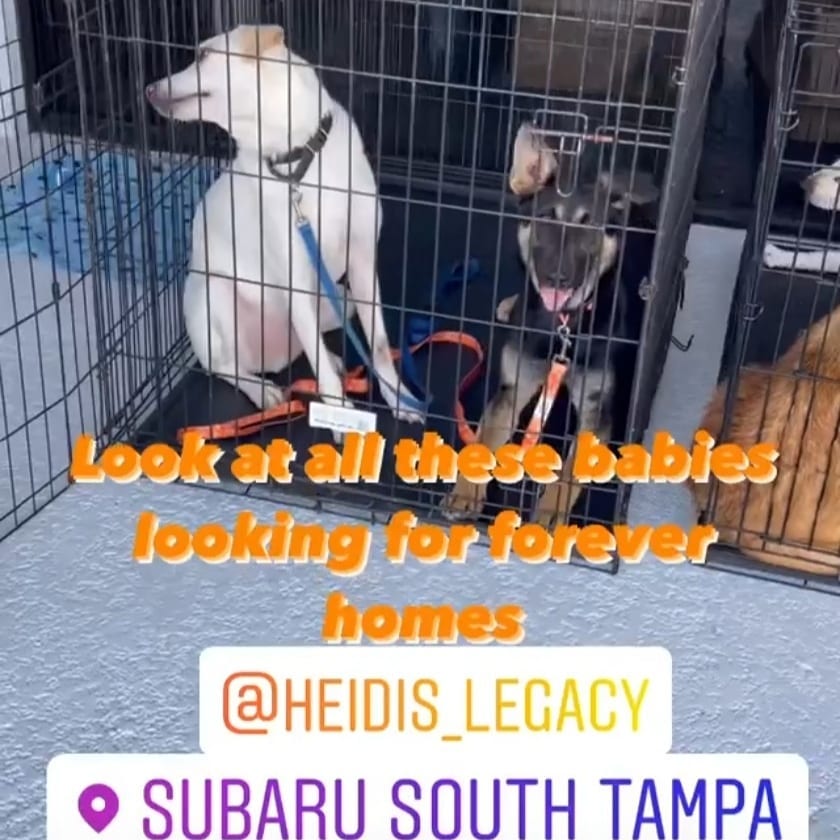 Thank you to everyone that came out today to see The all of the adoptables with Heidi's Legacy. Thank you to all the foster parents & volunteers for coming out to the event.  Looking forward to many more successful events.

Thank you @subaru_usa @subarusouthtampa for having us and supporting rescue dogs & cats.

Shout out to @urbantailzretreattampa
Thanks for all you do for the pups!!! 💜 🐶 

<a target='_blank' href='https://www.instagram.com/explore/tags/subaruLovesPets/'>#subaruLovesPets</a> <a target='_blank' href='https://www.instagram.com/explore/tags/subaru/'>#subaru</a> <a target='_blank' href='https://www.instagram.com/explore/tags/subaruadoptionevent/'>#subaruadoptionevent</a> <a target='_blank' href='https://www.instagram.com/explore/tags/fosteringsaveslives/'>#fosteringsaveslives</a>❤️🐶 <a target='_blank' href='https://www.instagram.com/explore/tags/fosteringisfun/'>#fosteringisfun</a> <a target='_blank' href='https://www.instagram.com/explore/tags/adoptionevent/'>#adoptionevent</a> <a target='_blank' href='https://www.instagram.com/explore/tags/adoptdontshop/'>#adoptdontshop</a> <a target='_blank' href='https://www.instagram.com/explore/tags/rescuedog/'>#rescuedog</a> <a target='_blank' href='https://www.instagram.com/explore/tags/rescuedogsofinstagram/'>#rescuedogsofinstagram</a> <a target='_blank' href='https://www.instagram.com/explore/tags/dogrescue/'>#dogrescue</a> <a target='_blank' href='https://www.instagram.com/explore/tags/rescuedismyfavoritebreed/'>#rescuedismyfavoritebreed</a> <a target='_blank' href='https://www.instagram.com/explore/tags/rescuelife/'>#rescuelife</a>