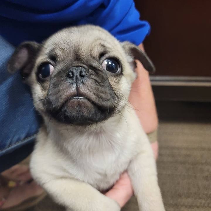 This is Bowzer. Bowzer is 10-weeks old male Pug and was surrendered to us because one of the owners kids injured his leg. We had him seen by our vets today and his leg is broken. 😭

Bowzer is only 3 lbs and will require surgery to repair his leg. He also needs a foster. If you are able to foster please consider completing a foster application at https://www.idohr.org/foster-application-and-agreement. The rescue will provide everything needed.

If you are able to donate towards his medical expenses it would be appreciated. Our Venmo is @IDOHR, our PayPal is info@idohr.org or use the donate button on our bio. We are a 501c3 non profit so your donation is tax deductible.
<a target='_blank' href='https://www.instagram.com/explore/tags/rescue/'>#rescue</a> <a target='_blank' href='https://www.instagram.com/explore/tags/rescuedog/'>#rescuedog</a> <a target='_blank' href='https://www.instagram.com/explore/tags/rescuedogsofinstagram/'>#rescuedogsofinstagram</a> <a target='_blank' href='https://www.instagram.com/explore/tags/rescuedog/'>#rescuedog</a> <a target='_blank' href='https://www.instagram.com/explore/tags/rescuedogs/'>#rescuedogs</a> <a target='_blank' href='https://www.instagram.com/explore/tags/rescuedogsrock/'>#rescuedogsrock</a> <a target='_blank' href='https://www.instagram.com/explore/tags/rescuedogsofinstagram/'>#rescuedogsofinstagram</a> <a target='_blank' href='https://www.instagram.com/explore/tags/rescuedismyfavoritebreed/'>#rescuedismyfavoritebreed</a> <a target='_blank' href='https://www.instagram.com/explore/tags/pug/'>#pug</a> <a target='_blank' href='https://www.instagram.com/explore/tags/pugs/'>#pugs</a> <a target='_blank' href='https://www.instagram.com/explore/tags/puglife/'>#puglife</a> <a target='_blank' href='https://www.instagram.com/explore/tags/puglove/'>#puglove</a> <a target='_blank' href='https://www.instagram.com/explore/tags/pugpuppy/'>#pugpuppy</a> <a target='_blank' href='https://www.instagram.com/explore/tags/puglover/'>#puglover</a> <a target='_blank' href='https://www.instagram.com/explore/tags/pugsofinstagram/'>#pugsofinstagram</a>