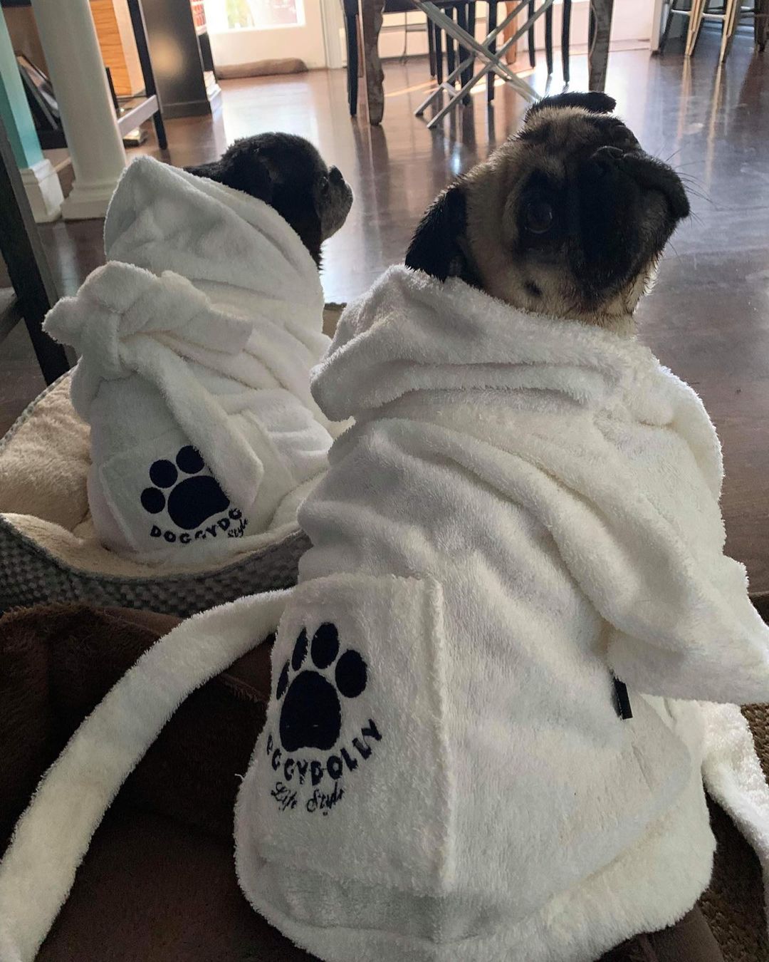 China pug Lilly and her sister Brandy living their best lives! <a target='_blank' href='https://www.instagram.com/explore/tags/pronealumni/'>#pronealumni</a> <a target='_blank' href='https://www.instagram.com/explore/tags/spaday/'>#spaday</a> <a target='_blank' href='https://www.instagram.com/explore/tags/thisisrescue/'>#thisisrescue</a> <a target='_blank' href='https://www.instagram.com/explore/tags/chinapug/'>#chinapug</a> <a target='_blank' href='https://www.instagram.com/explore/tags/adoptdontshop/'>#adoptdontshop</a> <a target='_blank' href='https://www.instagram.com/explore/tags/pugsofinstagram/'>#pugsofinstagram</a>