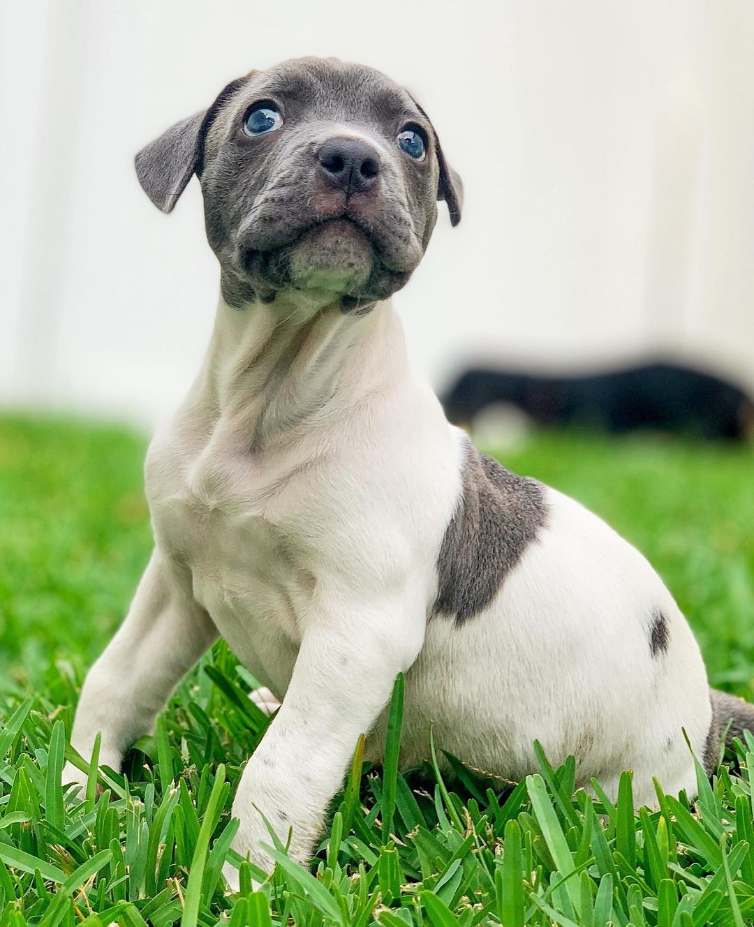 It's been a super Saturday for this lil' pudgy pittie right here. She got a name, AND we found her a terrific foster home! Are you excited, sweet lil' Autumn? 🍂🍁
•
<a target='_blank' href='https://www.instagram.com/explore/tags/loveyloaves/'>#loveyloaves</a> <a target='_blank' href='https://www.instagram.com/explore/tags/pittiepuppy/'>#pittiepuppy</a> <a target='_blank' href='https://www.instagram.com/explore/tags/pittiepride/'>#pittiepride</a> <a target='_blank' href='https://www.instagram.com/explore/tags/pitbullsofinstagram/'>#pitbullsofinstagram</a> <a target='_blank' href='https://www.instagram.com/explore/tags/puppiesofinstagram/'>#puppiesofinstagram</a> <a target='_blank' href='https://www.instagram.com/explore/tags/differentnotdefective/'>#differentnotdefective</a> <a target='_blank' href='https://www.instagram.com/explore/tags/specialneedsdog/'>#specialneedsdog</a>