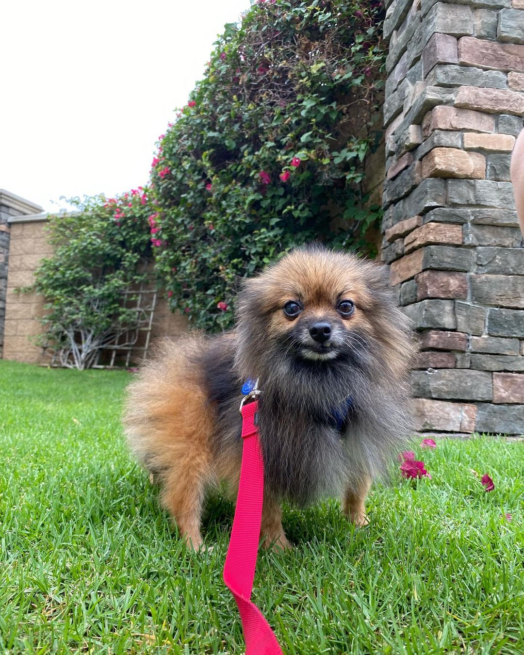 Zack is actually the best snuggler🥰 He is incredibly sweet and loves running errands with his foster mom! Learn more about Zack and submit an adoption application on our website at www.ocpomrescue.com or click the link in our bio!!✨
•
•
•
🐶If you live in the Southern California area and would like to ADOPT a dog from our website/page, fill out an adoption form on our website, www.ocpomrescue.com!

💕If you want to DONATE to us, click the link in our bio!

♡If you would like to FOSTER with us, follow the link in our bio!!

All animals adopted will be spayed/neutered, microchipped, and vaccinated.

🏡Home checks are required. (virtual, emailed to info@ocpomrescue.com)

Adopt me, or share with a friend!!❣️