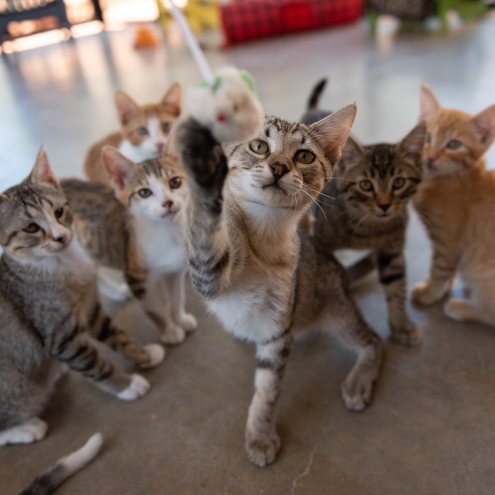 Looking for fun this weekend? Stop by Best Friends Salt Lake City to meet our adorable 💖adoptable kittens waiting for their forever homes! 

All kittens are spayed/neutered, up to date on vaccinations and microchipped. BONUS: Kittens are two for one because they do so well in pairs!😻😻

Visit us at 2005 S. 1100 E. in Salt Lake City or you can see who's available and fill out an adoption survey at utah.bestfriends.org/adopt (DM us for a link or click the link in our bio). 

The Best Friends Lifesaving Center in Salt Lake City does adoptions by appointment and at our center between 12-4pm Sunday and Monday and 12-6pm Tuesday through Saturday. If you are interested in adopting a specific pet, please complete our dog adoption survey or cat adoption survey to provide us information about your lifestyle and what you are looking for in a dog or cat. An adoption specialist will be in touch with you within 48 hours via phone or email to advise next steps. Thank you for your continued support of the animals in Utah. 

<a target='_blank' href='https://www.instagram.com/explore/tags/SaveThemAll/'>#SaveThemAll</a> <a target='_blank' href='https://www.instagram.com/explore/tags/BestFriendsAnimalSociety/'>#BestFriendsAnimalSociety</a> <a target='_blank' href='https://www.instagram.com/explore/tags/adoptdontshop/'>#adoptdontshop</a> <a target='_blank' href='https://www.instagram.com/explore/tags/Utah/'>#Utah</a> <a target='_blank' href='https://www.instagram.com/explore/tags/SLC/'>#SLC</a> <a target='_blank' href='https://www.instagram.com/explore/tags/SaltLakeCity/'>#SaltLakeCity</a> <a target='_blank' href='https://www.instagram.com/explore/tags/BestFriendsUtah/'>#BestFriendsUtah</a> <a target='_blank' href='https://www.instagram.com/explore/tags/NKUT/'>#NKUT</a> <a target='_blank' href='https://www.instagram.com/explore/tags/BestFriendsSLC/'>#BestFriendsSLC</a> <a target='_blank' href='https://www.instagram.com/explore/tags/kittenadoption/'>#kittenadoption</a> <a target='_blank' href='https://www.instagram.com/explore/tags/NKUT/'>#NKUT</a>