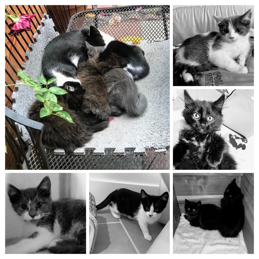 😻😻😻😻😻😻After an over-a-week trapping exercise six monochrome kittens have been moved from a backyard of our volunteers to foster homes. 

🎉And with them we've hit 150 rescued kittens milestone this season!🥳

🐱Greyscale sister Lea and brother Yoda are the most curious and the hungriest of the litter - they were the first who came to check out a trap. 
🐱Two sisters, black Luna and B&W Tux enjoy snuggling together. Tux's favorite place is on Luna's head:) 
🐱Two black kittens haven't got their names yet and we're still exploring their personalities. Their black long furs are soft and silky. 

💙🐱💙🐱💙🐱💙🐱
These kittens are staying at loving foster homes  at this time and are not ready for adoption just yet. They need to get their kittens vaccines, dewormers, flea treatments and to be spayed/neutered before they can join their Forever Families. 
You're welcome to submit application on our website if you'd like to be considered as their adopters once they are ready to go to new homes
👉https://angelsfurryfriends.org/adoption-application-cats/
💙🐱💙🐱💙🐱💙🐱

✅ Want to help more kittens like these to find their Loving Homes? Your contribution will make an impact, whether you donate $5 or $500: 
👉 https://angelsfurryfriends.org/donate/
👉PayPal: donations@angelsfurryfriends.org
✅ Check our website for adoptable animals: https://angelsfurryfriends.org
✅ Apply to become a foster https://angelsfurryfriends.org/foster-application/
✅ Our furry friends will be super happy if you can contribute to our AMAZON wish list: https://www.amazon.com/hz/wishlist/ls/20Z238E5G16UH
✅ Find us on AMAZON SMILE
🤝 Please share information about our Rescue
✅ Angel’s Furry Friends is a Non-Profit 501(3) organization. Your Donations are Tax deductible. Please, check with your employers, many companies match Donations, to double your valuable contribution.

<a target='_blank' href='https://www.instagram.com/explore/tags/adoptdontshop/'>#adoptdontshop</a> <a target='_blank' href='https://www.instagram.com/explore/tags/animalrescue/'>#animalrescue</a> <a target='_blank' href='https://www.instagram.com/explore/tags/animalhelp/'>#animalhelp</a> <a target='_blank' href='https://www.instagram.com/explore/tags/doglove/'>#doglove</a> <a target='_blank' href='https://www.instagram.com/explore/tags/catlove/'>#catlove</a> <a target='_blank' href='https://www.instagram.com/explore/tags/dogrescue/'>#dogrescue</a> <a target='_blank' href='https://www.instagram.com/explore/tags/catrescue/'>#catrescue</a> <a target='_blank' href='https://www.instagram.com/explore/tags/streetcats/'>#streetcats</a> <a target='_blank' href='https://www.instagram.com/explore/tags/angelsfurryfriends/'>#angelsfurryfriends</a> <a target='_blank' href='https://www.instagram.com/explore/tags/savealife/'>#savealife</a> <a target='_blank' href='https://www.instagram.com/explore/tags/bekind/'>#bekind</a> <a target='_blank' href='https://www.instagram.com/explore/tags/catsforadoption/'>#catsforadoption</a> <a target='_blank' href='https://www.instagram.com/explore/tags/animalwelfare/'>#animalwelfare</a>  <a target='_blank' href='https://www.instagram.com/explore/tags/rescuedog/'>#rescuedog</a> <a target='_blank' href='https://www.instagram.com/explore/tags/rescuedismyfavoritebreed/'>#rescuedismyfavoritebreed</a> <a target='_blank' href='https://www.instagram.com/explore/tags/lifeanimalrescue/'>#lifeanimalrescue</a> <a target='_blank' href='https://www.instagram.com/explore/tags/animalrescue/'>#animalrescue</a> <a target='_blank' href='https://www.instagram.com/explore/tags/kittensforadoption/'>#kittensforadoption</a> <a target='_blank' href='https://www.instagram.com/explore/tags/adoptme/'>#adoptme</a>  <a target='_blank' href='https://www.instagram.com/explore/tags/Lea/'>#Lea</a> <a target='_blank' href='https://www.instagram.com/explore/tags/Yoda/'>#Yoda</a> <a target='_blank' href='https://www.instagram.com/explore/tags/Luna/'>#Luna</a> <a target='_blank' href='https://www.instagram.com/explore/tags/Tux/'>#Tux</a>