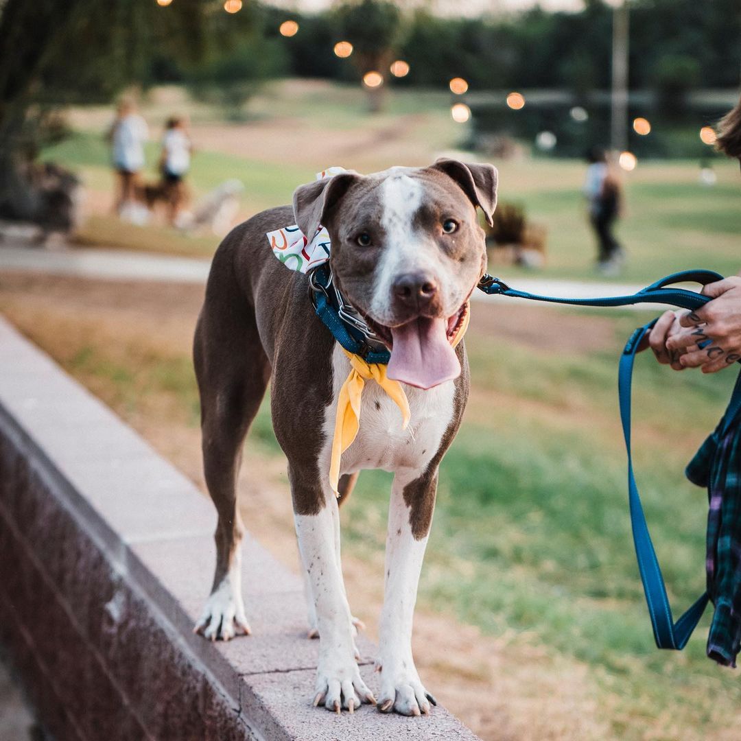 🐾 Don’t forget! 🐾 We’ll be at @thebarkingbodega tomorrow from 9am-1pm. Join us for brunch and meet some adoptable dogs!