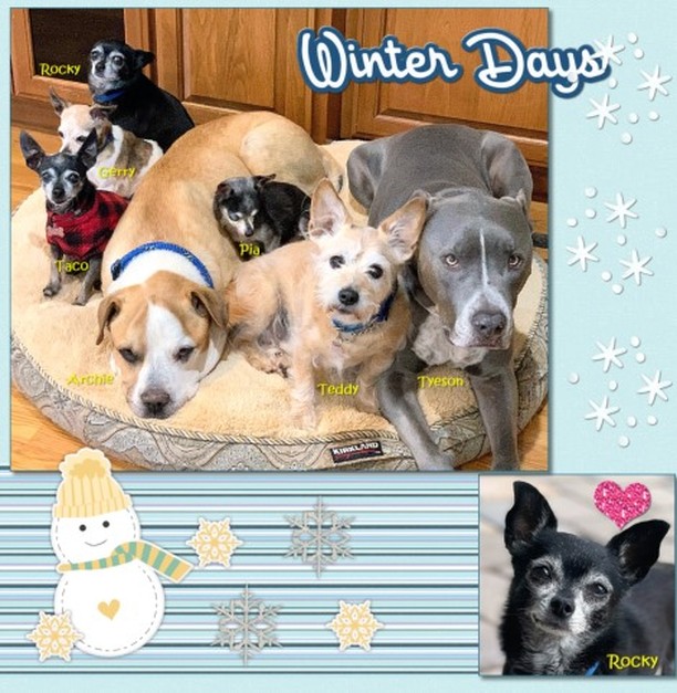 <a target='_blank' href='https://www.instagram.com/explore/tags/Help/'>#Help</a> Every Pet's Dream and order your 2022 Calendar 

Who's on your Holiday Gift list? How about giving our wonderful 2022 @EveryPetsDream calendar? You can order it now - just in time for Forever's sale this weekend with Promo code: FALL21
Enjoy seeing some of our beautiful <a target='_blank' href='https://www.instagram.com/explore/tags/rescue/'>#rescue</a> dogs each month next year with this bright & cheerful 12x18 calendar. And, you can tear off the calendar portion at the end of the year and have an archival quality keepsake booklet. If you have a lot of dog lovers on your gift list, you can even order the calendar in multiples of 10 for additional discounts!
REMEMBER: 20% of sales of the calendars (and everything else you put into your cart with the calendar) will be donated to Every Pet's Dream when you shop at Lindy's <a target='_blank' href='https://www.instagram.com/explore/tags/Forever/'>#Forever</a> store.

And, if you are new to Forever, you'll get a $20 coupon to use towards your purchases. 
Here is the LINK where you can preview and order the calendar: https://bit.ly/3p89wEq

This fundraiser is sponsored by Forever Lead Ambassador Lindy Keelan and approved by Every Pet's Dream.
If you need help or have questions about this calendar, Forever, or their products, you can contact Lindy by email at marilindy94@gmail.com