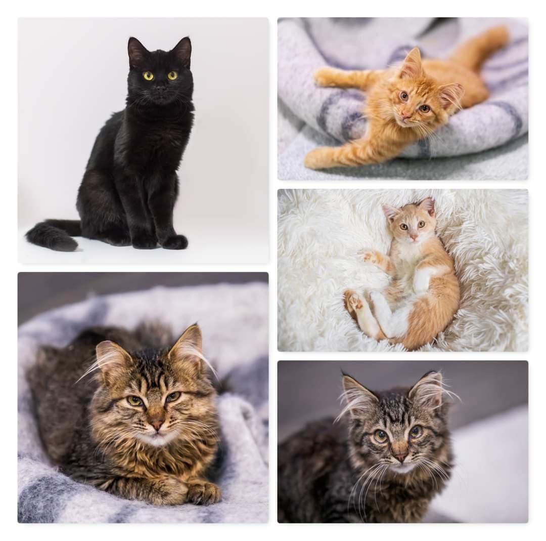 Although kitten season is waning, we still have quite a few cute youngsters available for adoption, and here they are for your <a target='_blank' href='https://www.instagram.com/explore/tags/Caturday/'>#Caturday</a> viewing pleasure. ⁣
⁣
The first image is kittens you can meet in our cat café. The second group are all being hosted by a fantastic foster in Lake Stevens; to meet them, please submit an online application (link in bio) and we'll reach out to arrange a meeting. ⁣
⁣
<a target='_blank' href='https://www.instagram.com/explore/tags/PNWcat/'>#PNWcat</a> <a target='_blank' href='https://www.instagram.com/explore/tags/adoptdontshop/'>#adoptdontshop</a> <a target='_blank' href='https://www.instagram.com/explore/tags/catsofinstagram/'>#catsofinstagram</a> <a target='_blank' href='https://www.instagram.com/explore/tags/catsofig/'>#catsofig</a> <a target='_blank' href='https://www.instagram.com/explore/tags/instacat/'>#instacat</a> <a target='_blank' href='https://www.instagram.com/explore/tags/seattlecatsofinstagram/'>#seattlecatsofinstagram</a> <a target='_blank' href='https://www.instagram.com/explore/tags/redmondcatsofinstagram/'>#redmondcatsofinstagram</a> <a target='_blank' href='https://www.instagram.com/explore/tags/gato/'>#gato</a> <a target='_blank' href='https://www.instagram.com/explore/tags/neko/'>#neko</a> <a target='_blank' href='https://www.instagram.com/explore/tags/chat/'>#chat</a> <a target='_blank' href='https://www.instagram.com/explore/tags/kedi/'>#kedi</a> <a target='_blank' href='https://www.instagram.com/explore/tags/cat/'>#cat</a> <a target='_blank' href='https://www.instagram.com/explore/tags/rescuedismyfavoritebreed/'>#rescuedismyfavoritebreed</a> <a target='_blank' href='https://www.instagram.com/explore/tags/instacats/'>#instacats</a> <a target='_blank' href='https://www.instagram.com/explore/tags/meow/'>#meow</a> <a target='_blank' href='https://www.instagram.com/explore/tags/kitty/'>#kitty</a> <a target='_blank' href='https://www.instagram.com/explore/tags/kittycat/'>#kittycat</a> <a target='_blank' href='https://www.instagram.com/explore/tags/instapet/'>#instapet</a> <a target='_blank' href='https://www.instagram.com/explore/tags/instakitty/'>#instakitty</a> <a target='_blank' href='https://www.instagram.com/explore/tags/cutecat/'>#cutecat</a> <a target='_blank' href='https://www.instagram.com/explore/tags/cutecats/'>#cutecats</a> <a target='_blank' href='https://www.instagram.com/explore/tags/cats/'>#cats</a> <a target='_blank' href='https://www.instagram.com/explore/tags/catstagram/'>#catstagram</a>  <a target='_blank' href='https://www.instagram.com/explore/tags/supportsmallbusiness/'>#supportsmallbusiness</a> <a target='_blank' href='https://www.instagram.com/explore/tags/smallbusiness/'>#smallbusiness</a> <a target='_blank' href='https://www.instagram.com/explore/tags/catcafe/'>#catcafe</a> <a target='_blank' href='https://www.instagram.com/explore/tags/kittensofig/'>#kittensofig</a> <a target='_blank' href='https://www.instagram.com/explore/tags/kittensofinstagram/'>#kittensofinstagram</a>